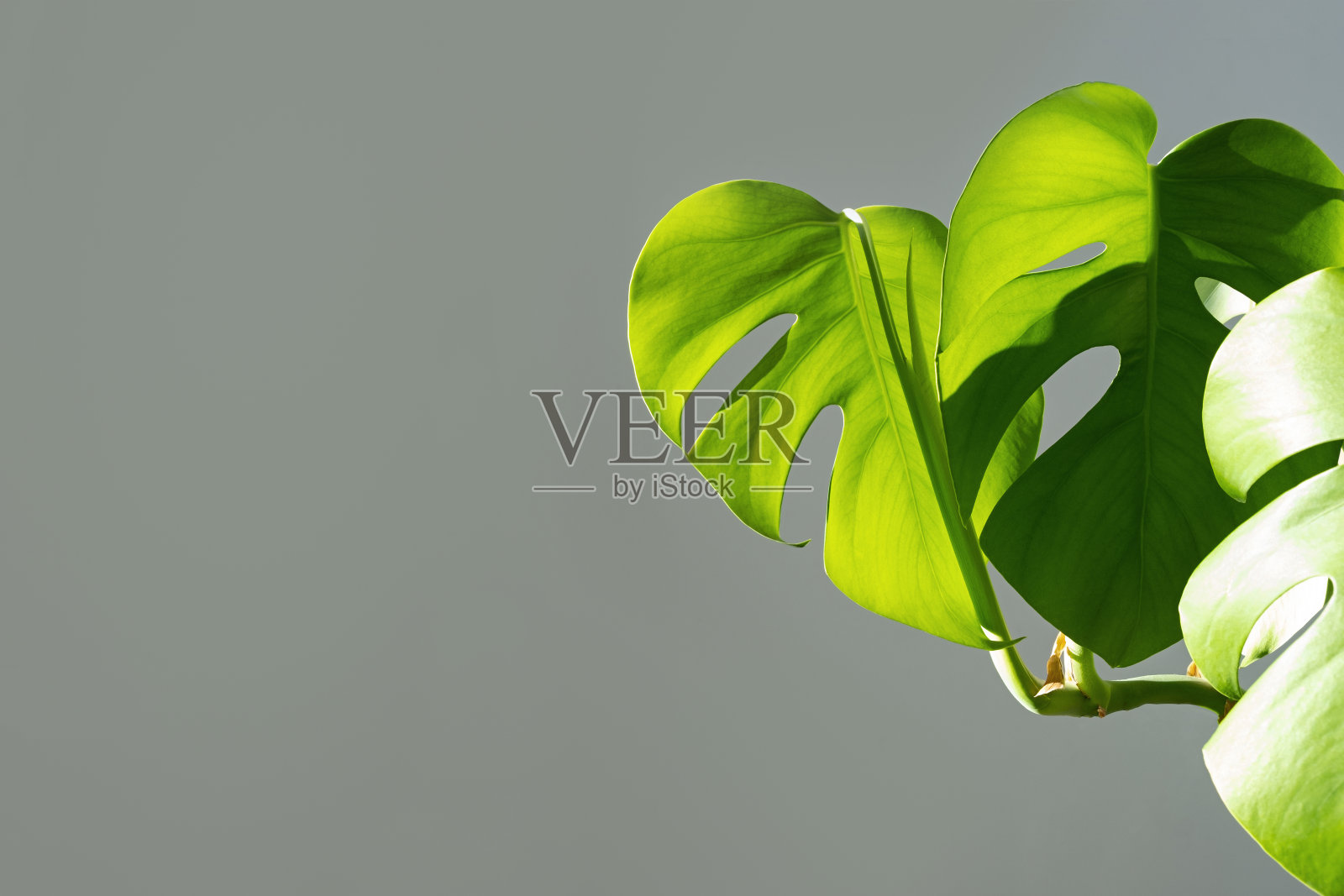 在灰色背景的白色花盆中的怪兽花。简约主义的概念。热带落叶背景。白天,强烈的阴影照片摄影图片