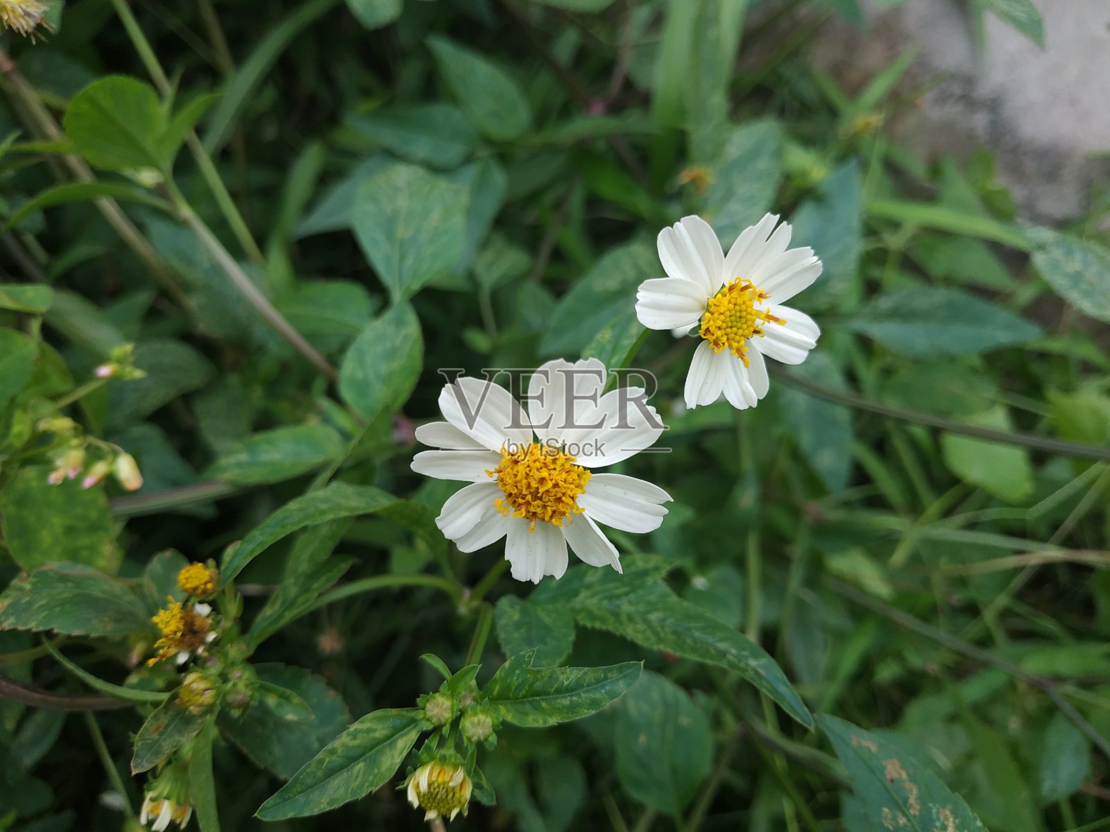 太阳的花照片摄影图片