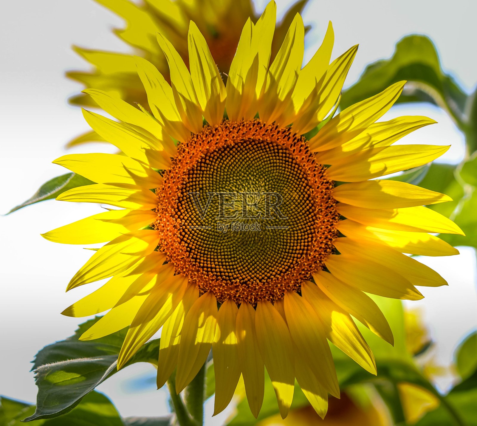 一张向日葵盛开在田野里的特写照片摄影图片