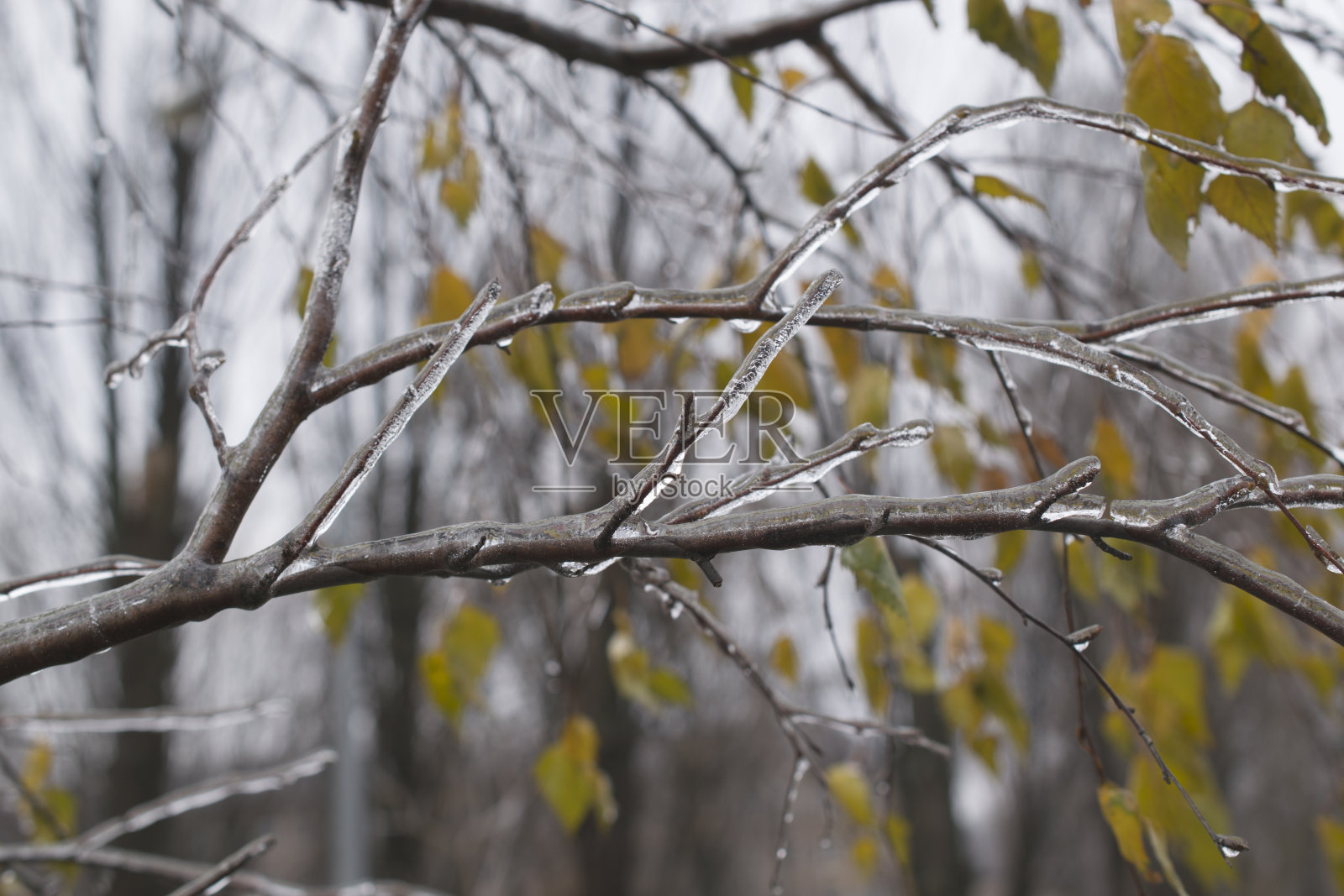 冬天的大自然，背景有冰封的白桦树枝。照片摄影图片