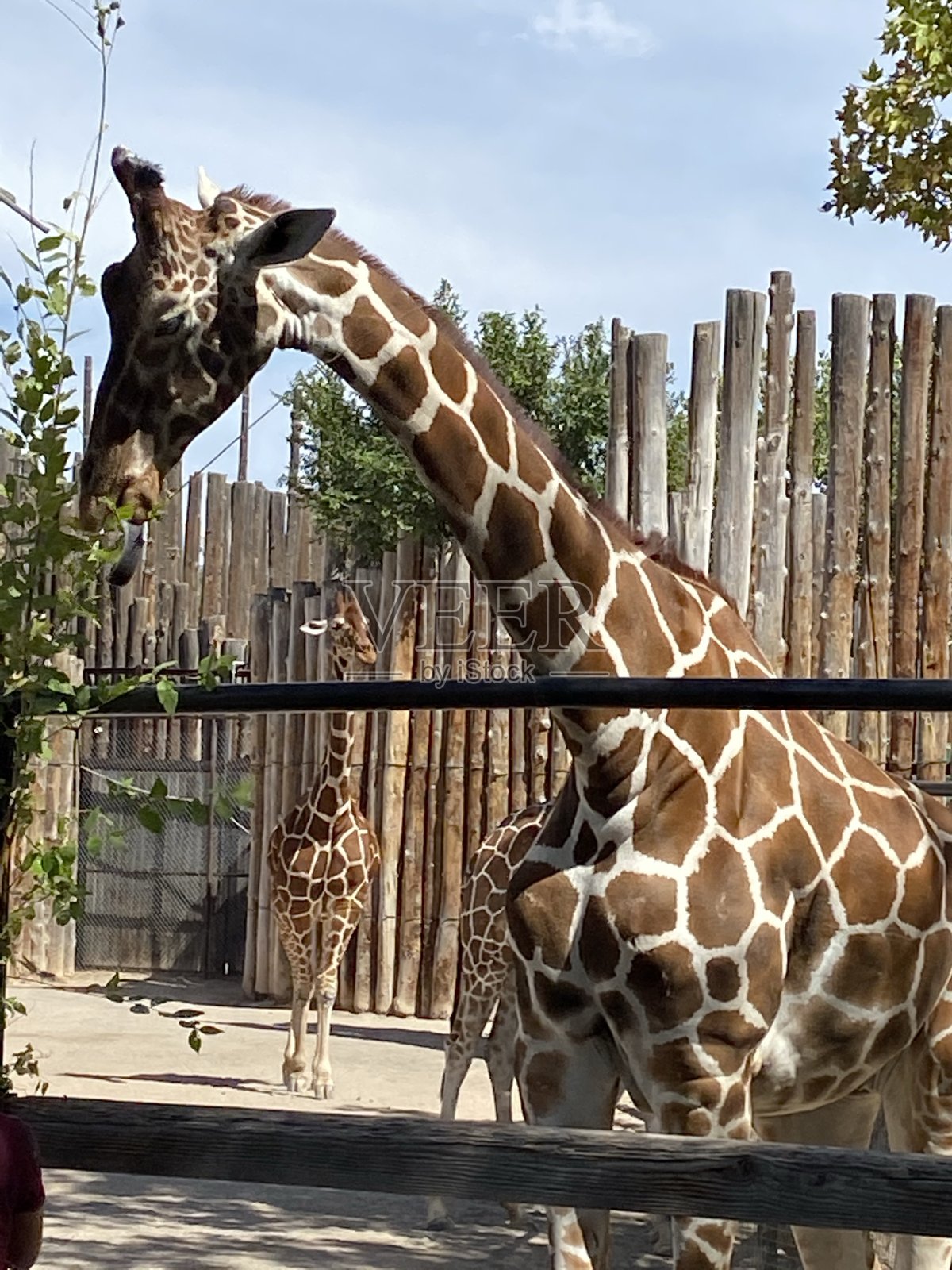 巨大的长颈鹿照片摄影图片