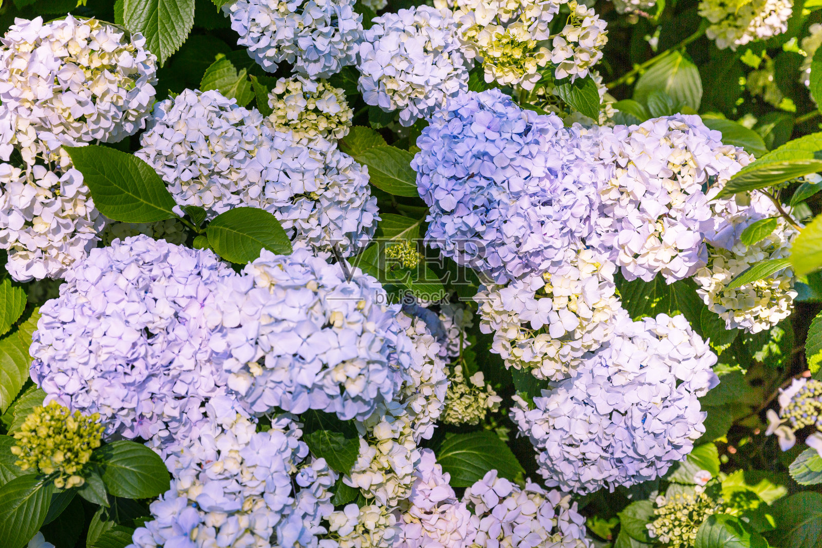 夏日公园里盛开的绣球花照片摄影图片