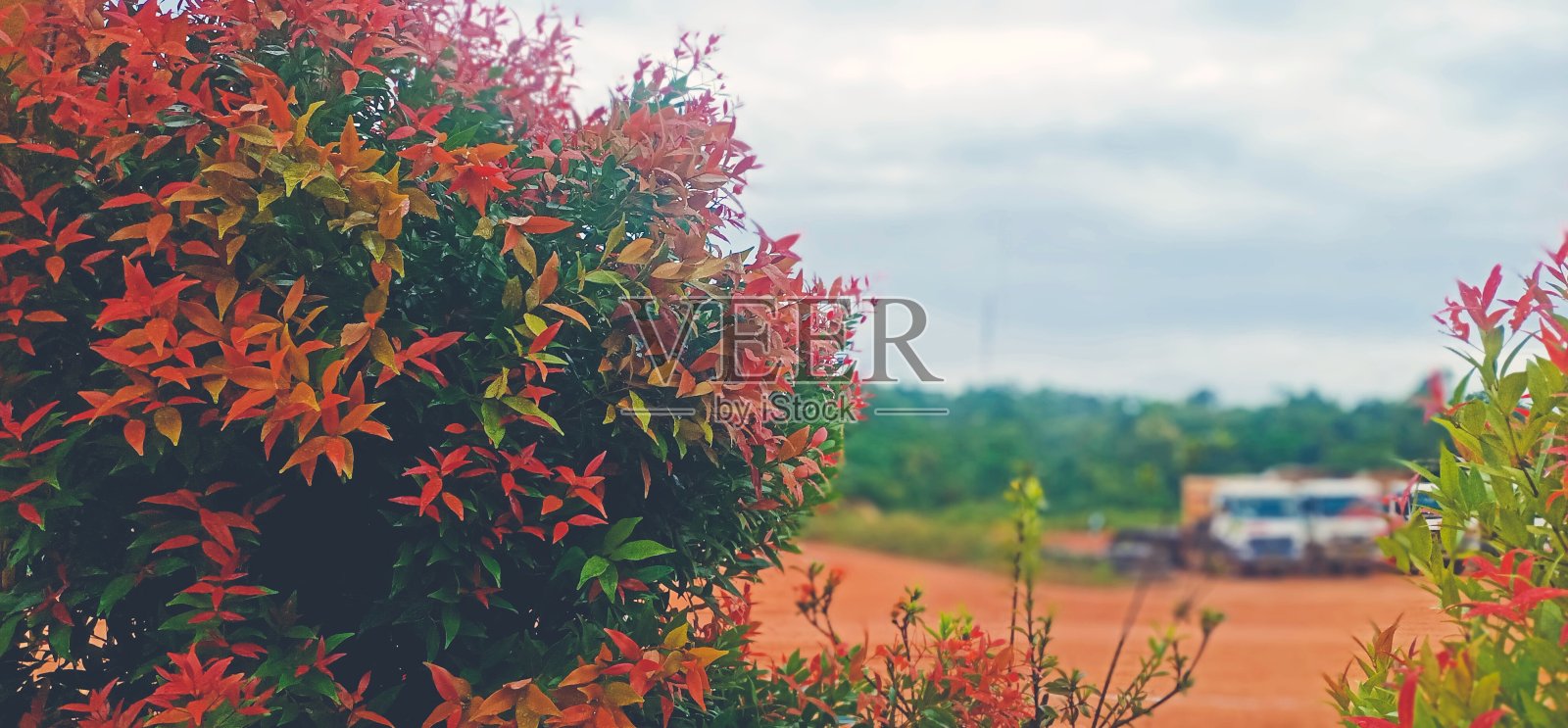 下雨后照片摄影图片