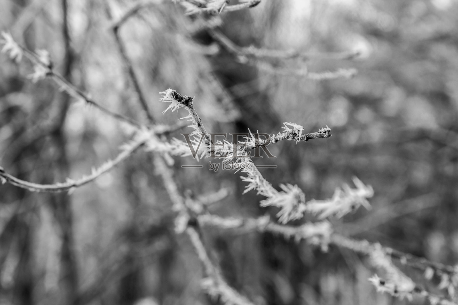 霜在黑白照片摄影图片