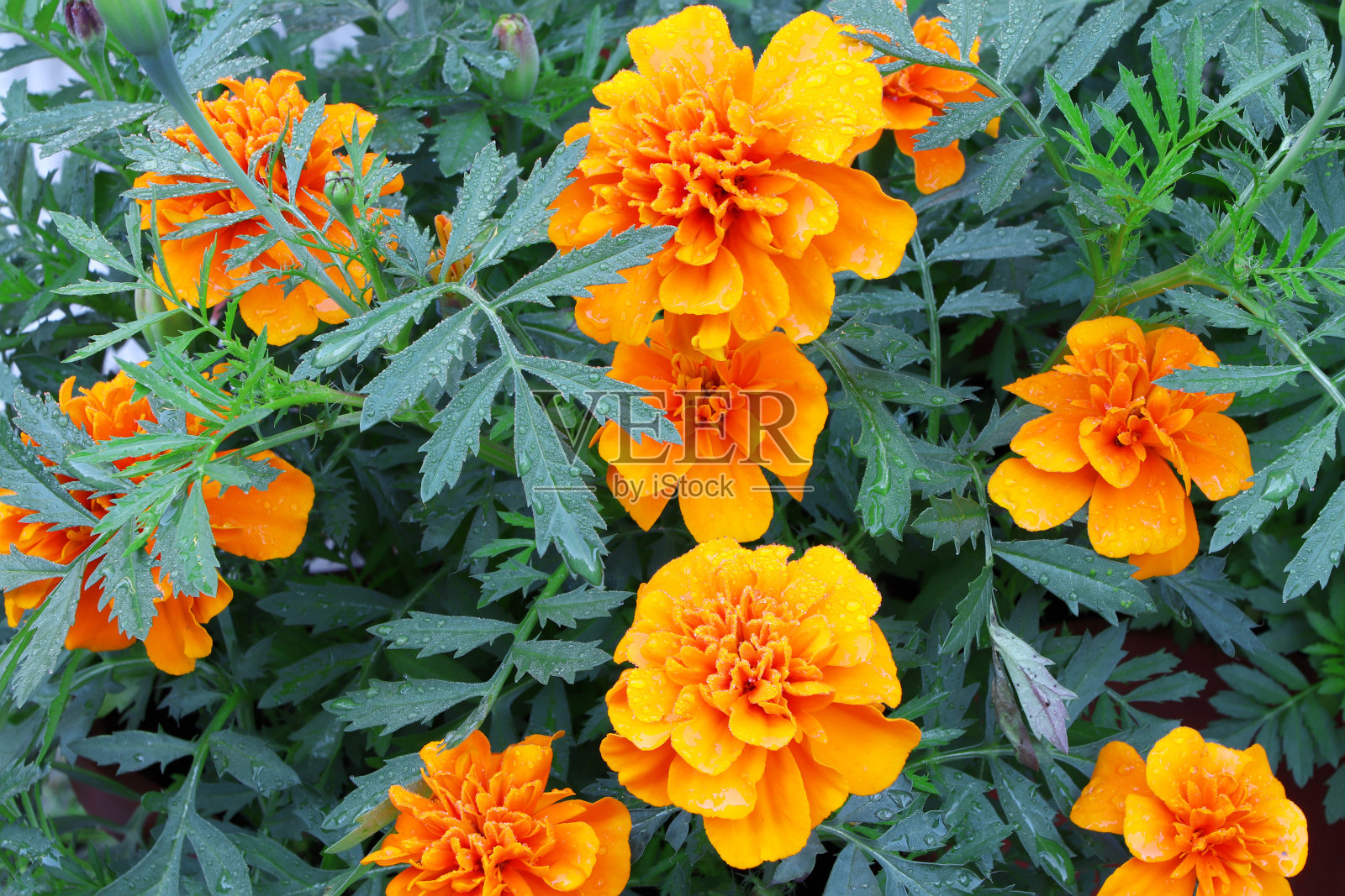 橙色的万寿菊。桔黄色的万寿菊花。盛开的万寿菊。滴在绿叶上的花朵。照片摄影图片