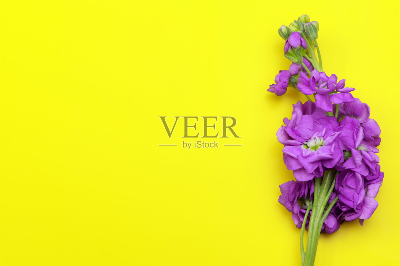 印加马提奥拉印加孤立在黄色背景。淡紫色的花朵孤立。副本的空间。明信片。文本。园艺照片摄影图片