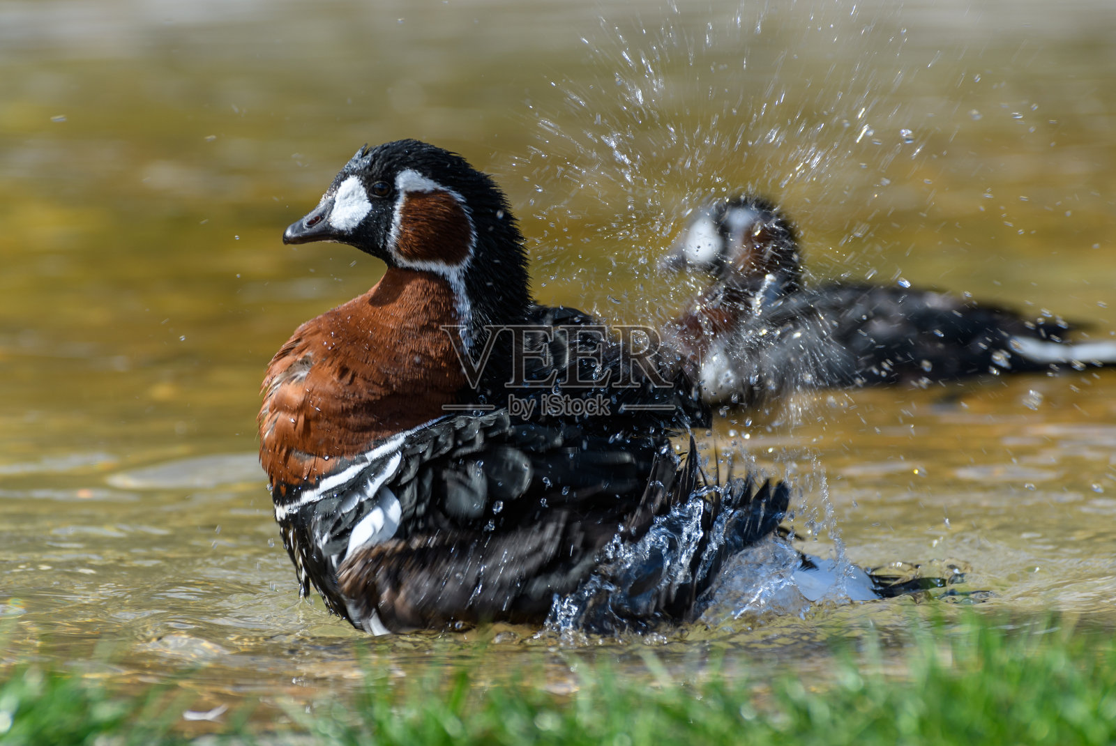 一只红胸鹅在小池塘的水里洗澡照片摄影图片