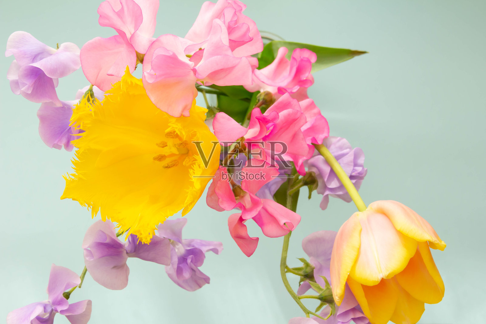 紫色和粉红色的豌豆和黄色的郁金香在一个花瓶里春天的花照片摄影图片