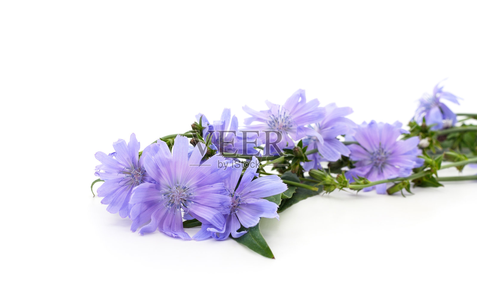 蓝色菊苣花躺着。照片摄影图片