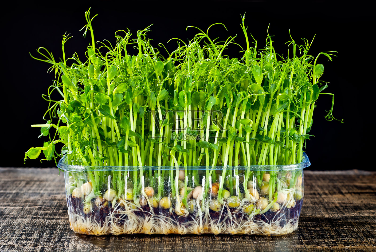 小豌豆芽近距离出现。在塑料容器中萌发的谷物的绿芽。在黑色背景上拍摄。作为一种艺术效果来对比戏剧性的光线。照片摄影图片