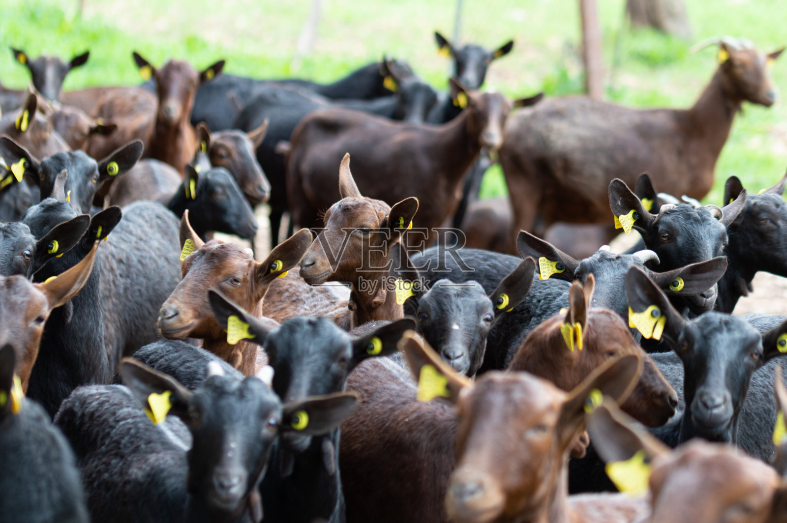 农场上的棕色山羊照片摄影图片