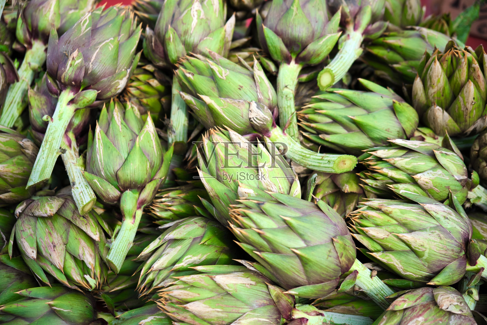 撒丁岛式洋蓟展览照片摄影图片