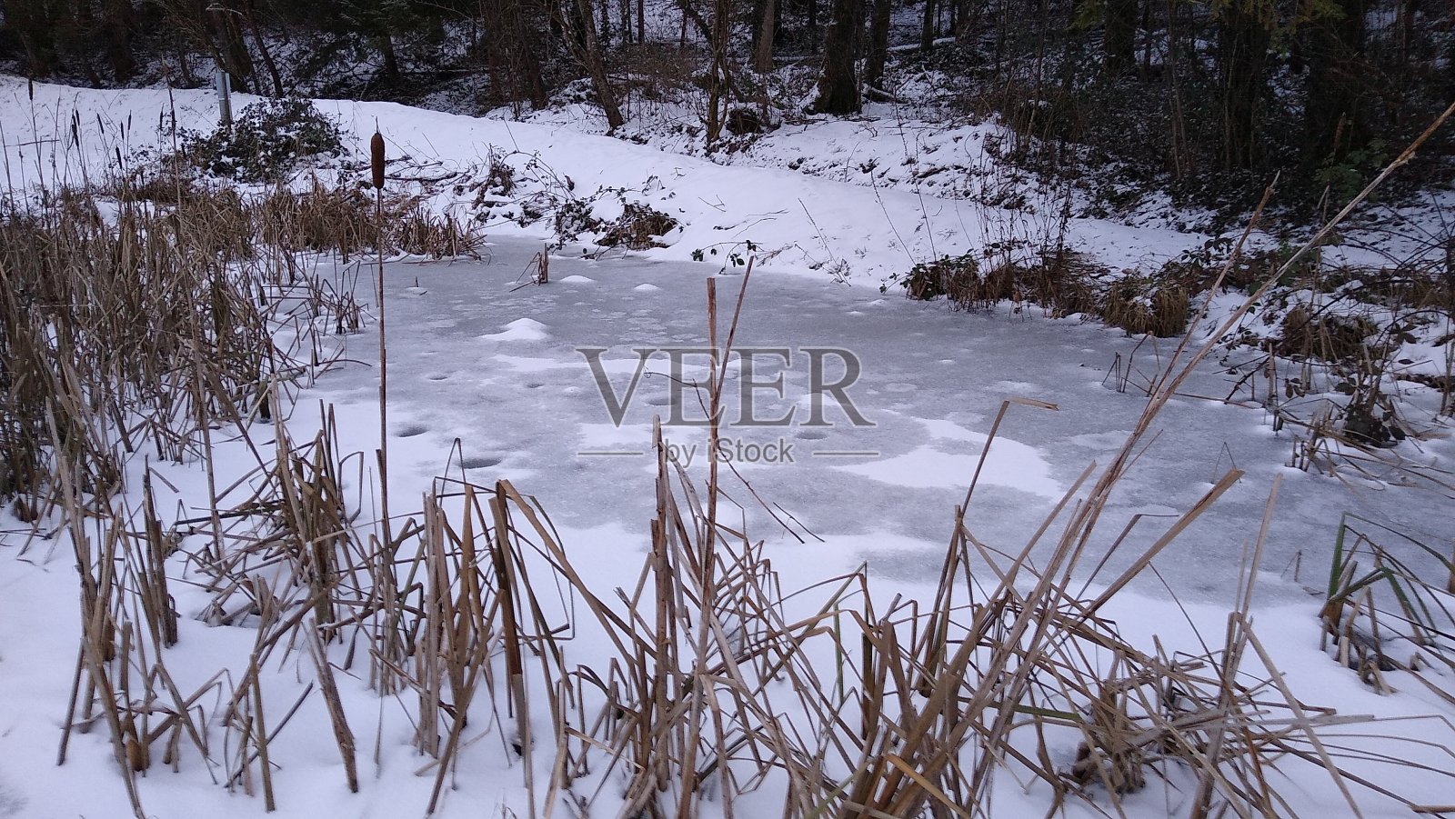 生物栖地照片摄影图片