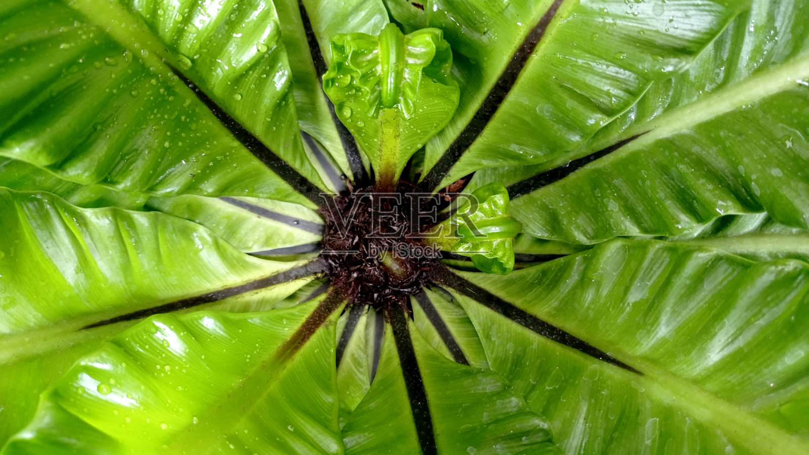 绿叶背景。绿叶在早晨绽放照片摄影图片