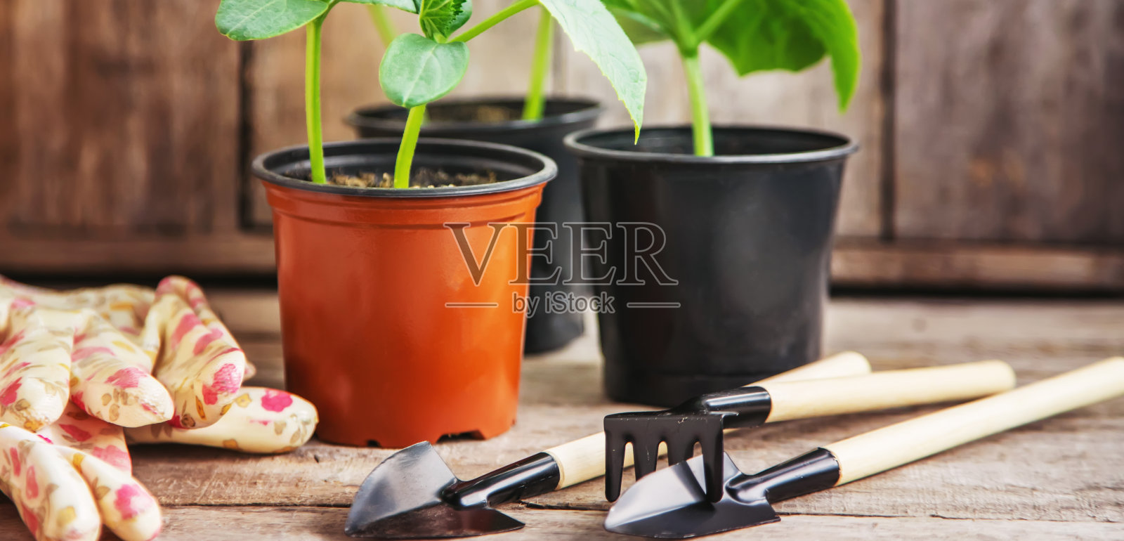 花盆里的黄瓜苗。有选择性的重点。照片摄影图片