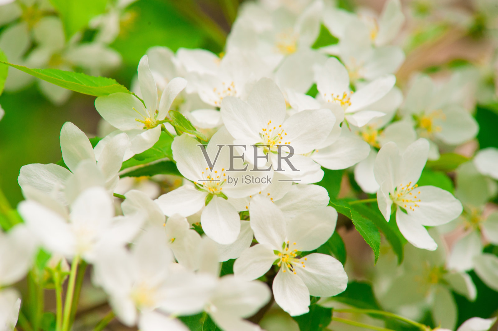 苹果花照片摄影图片