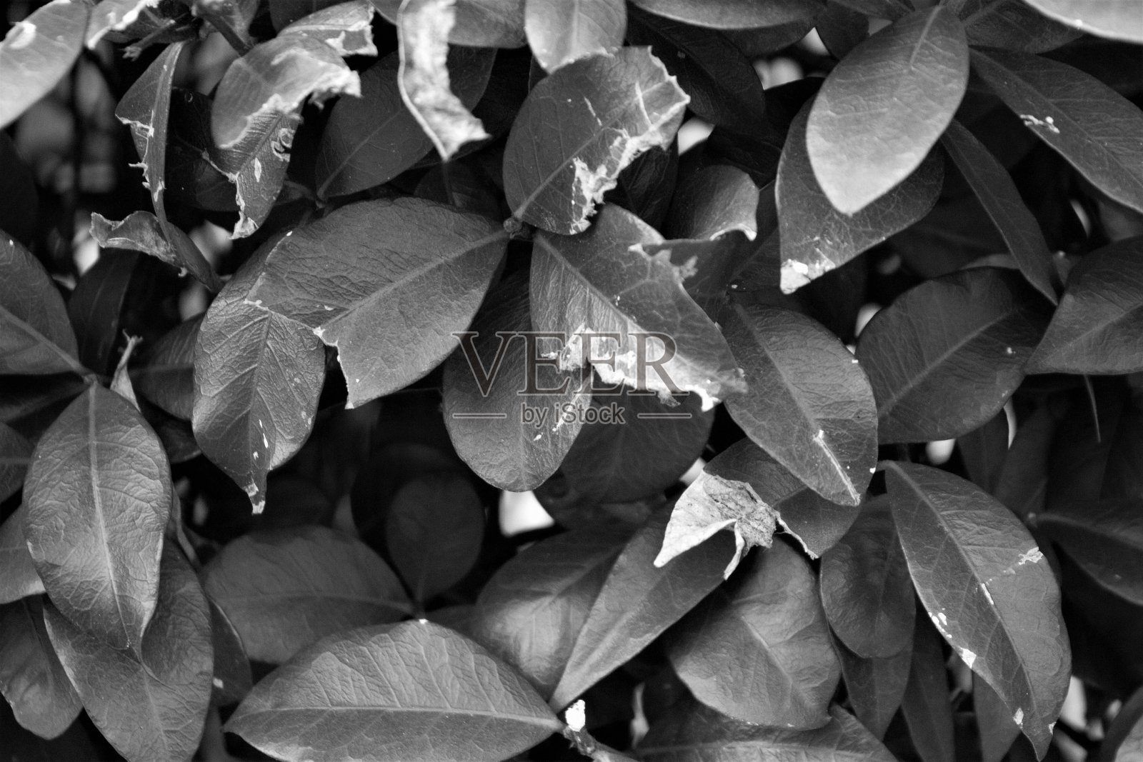 黑色和白色树篱的叶子纹理照片摄影图片