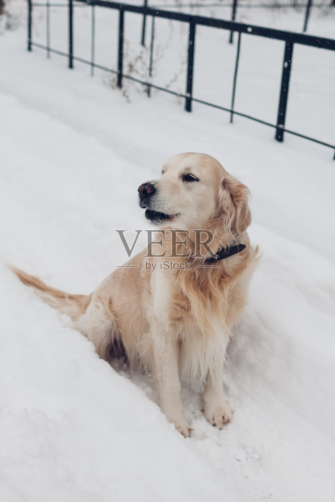 暴风雪过后，金毛猎犬在户外雪地上散步。宠物坐在小路上享受冬天的天气照片摄影图片