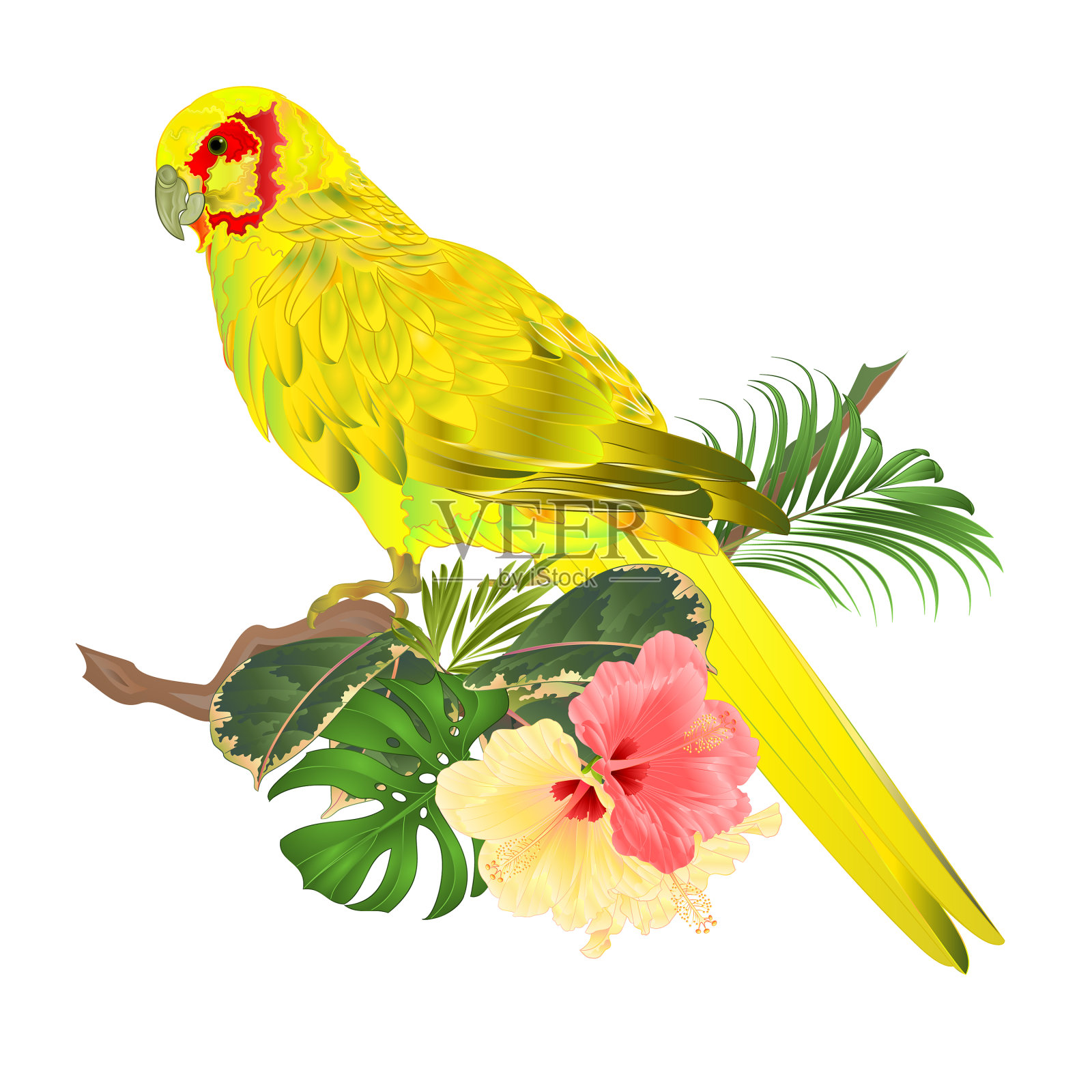 在树枝上的黄印度环颈鸟鹦鹉设计元素图片