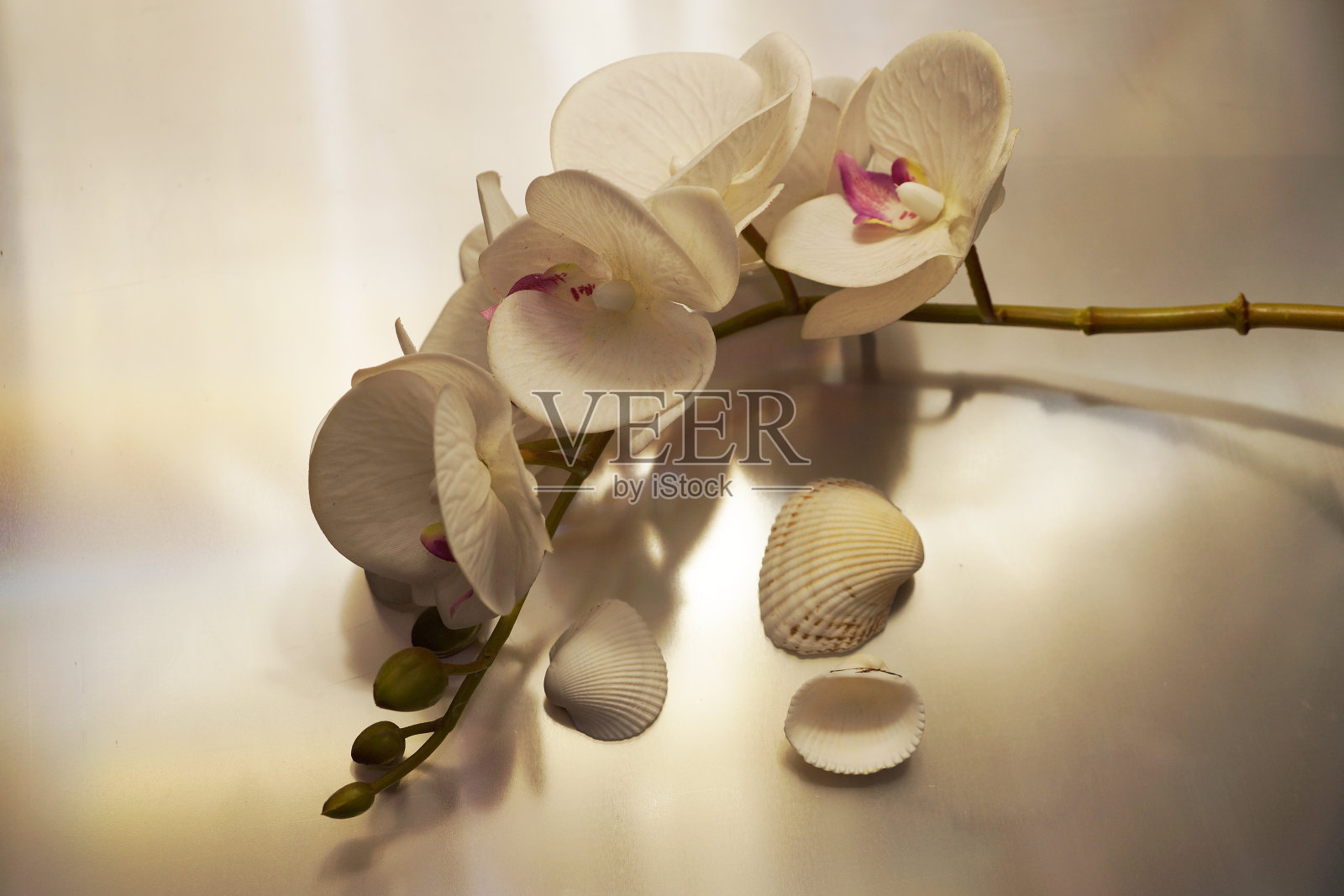 白色兰花和贝壳在光抽象模糊的背景照片摄影图片