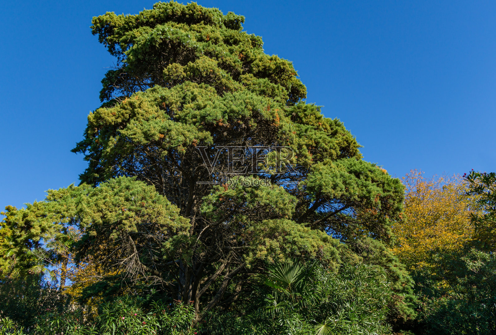 高大的古树侧柏，又名侧柏、侧柏、侧柏、侧柏或侧柏。俄罗斯南部著名的度假胜地。照片摄影图片
