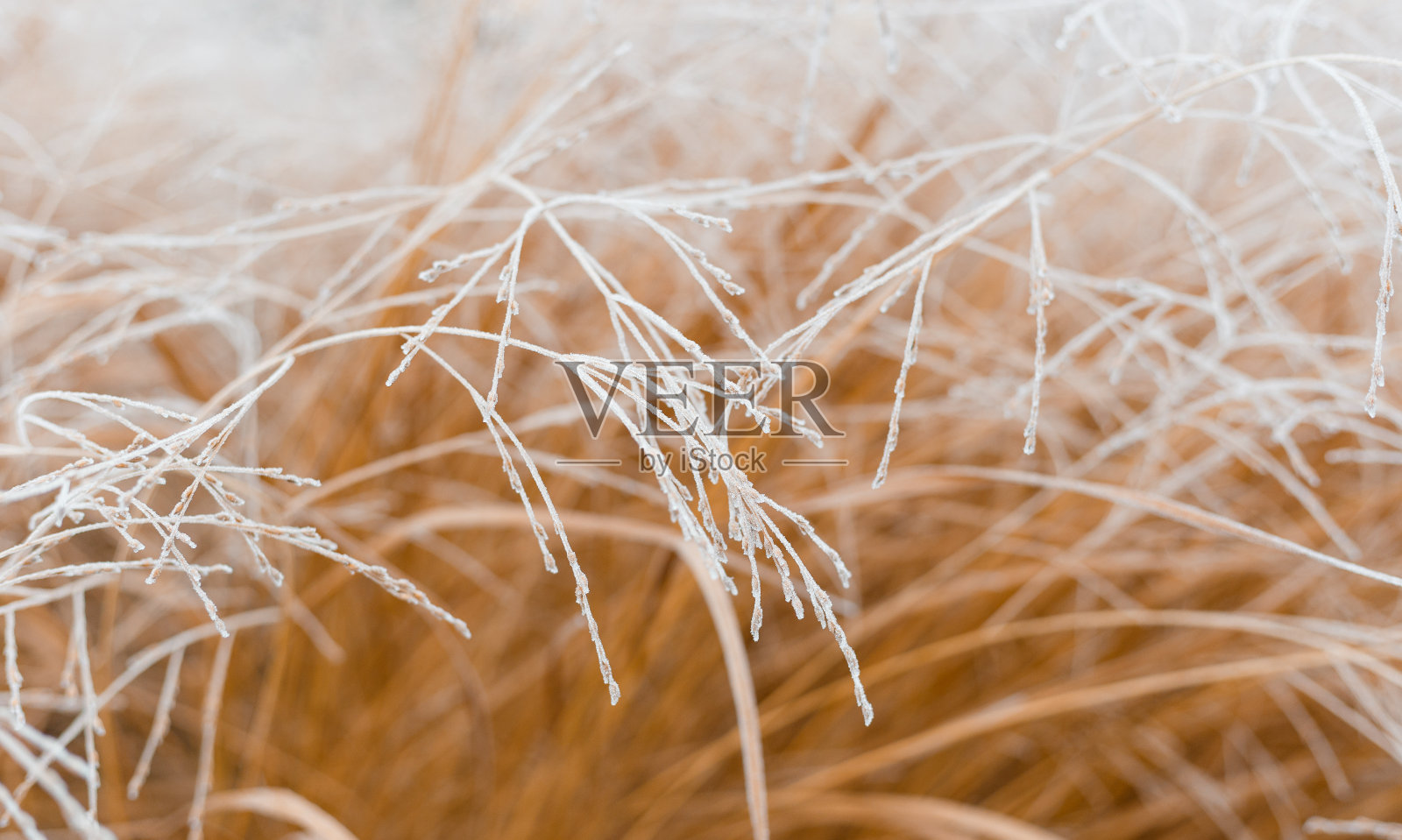 抽象的自然背景软植物。霜草上模糊的bokeh，干芦苇波西风格。第一块冰上的图案。地球上看照片摄影图片