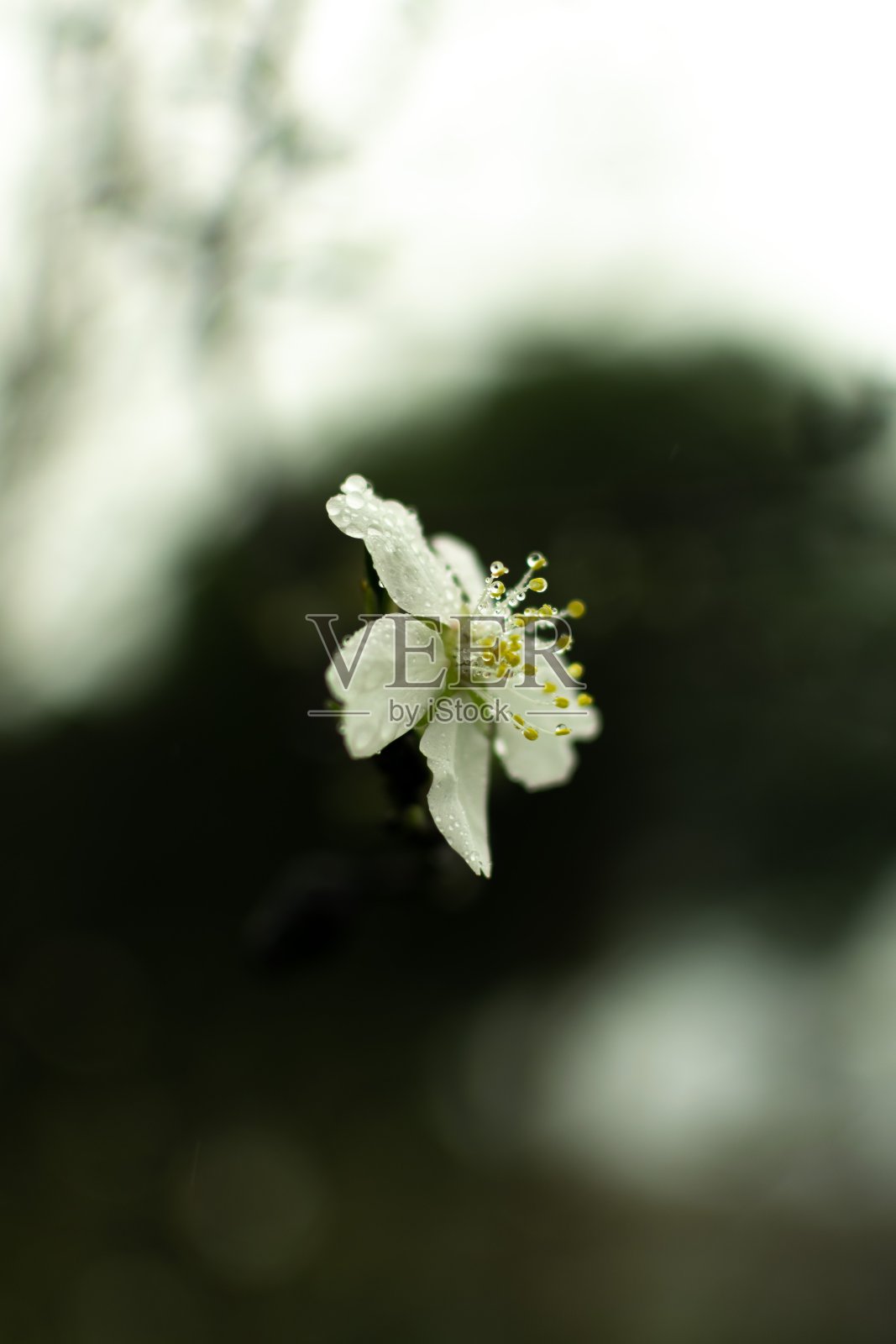 一朵花照片摄影图片