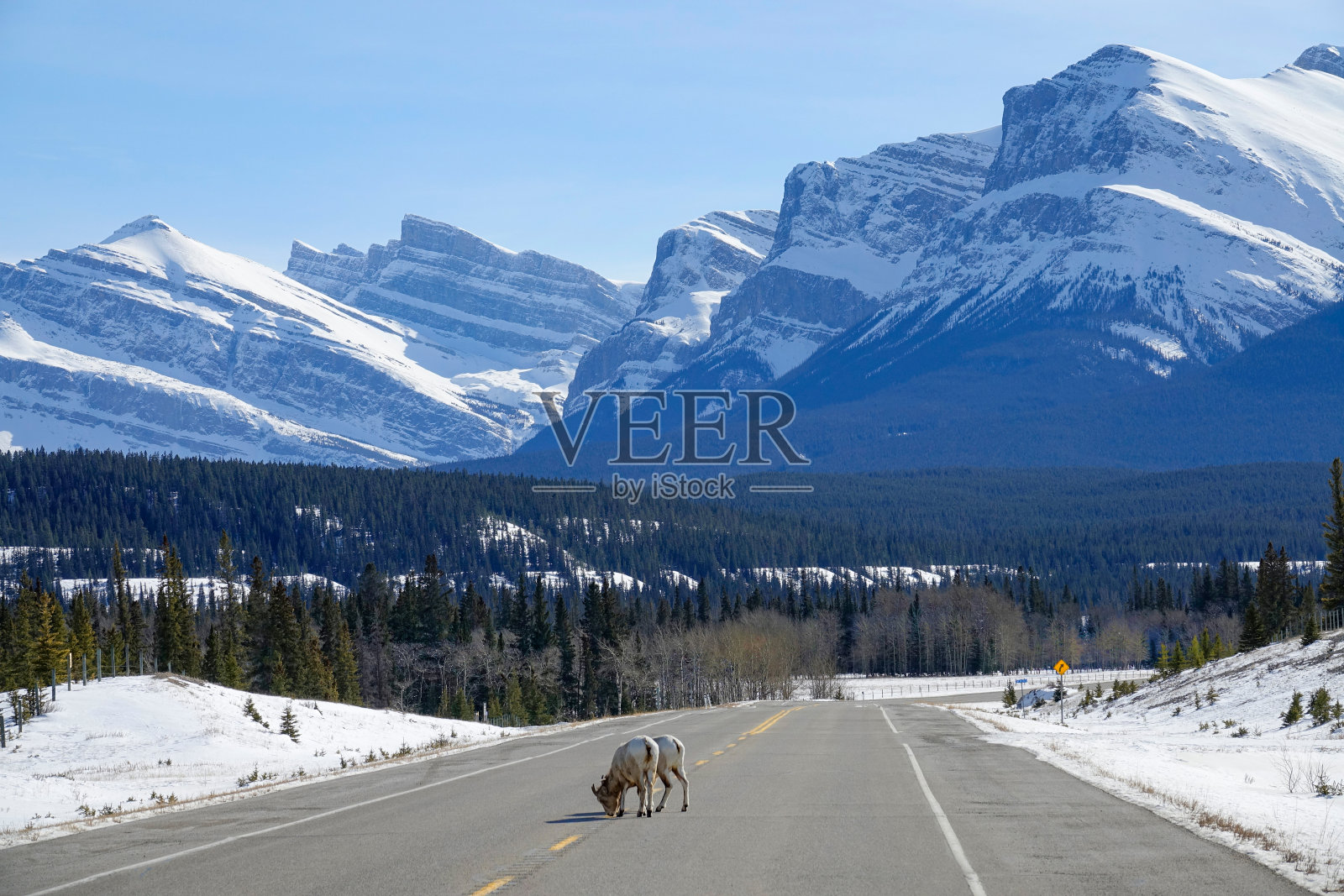 野羊从牧场上走出来，开始在风景优美的路上舔盐。照片摄影图片