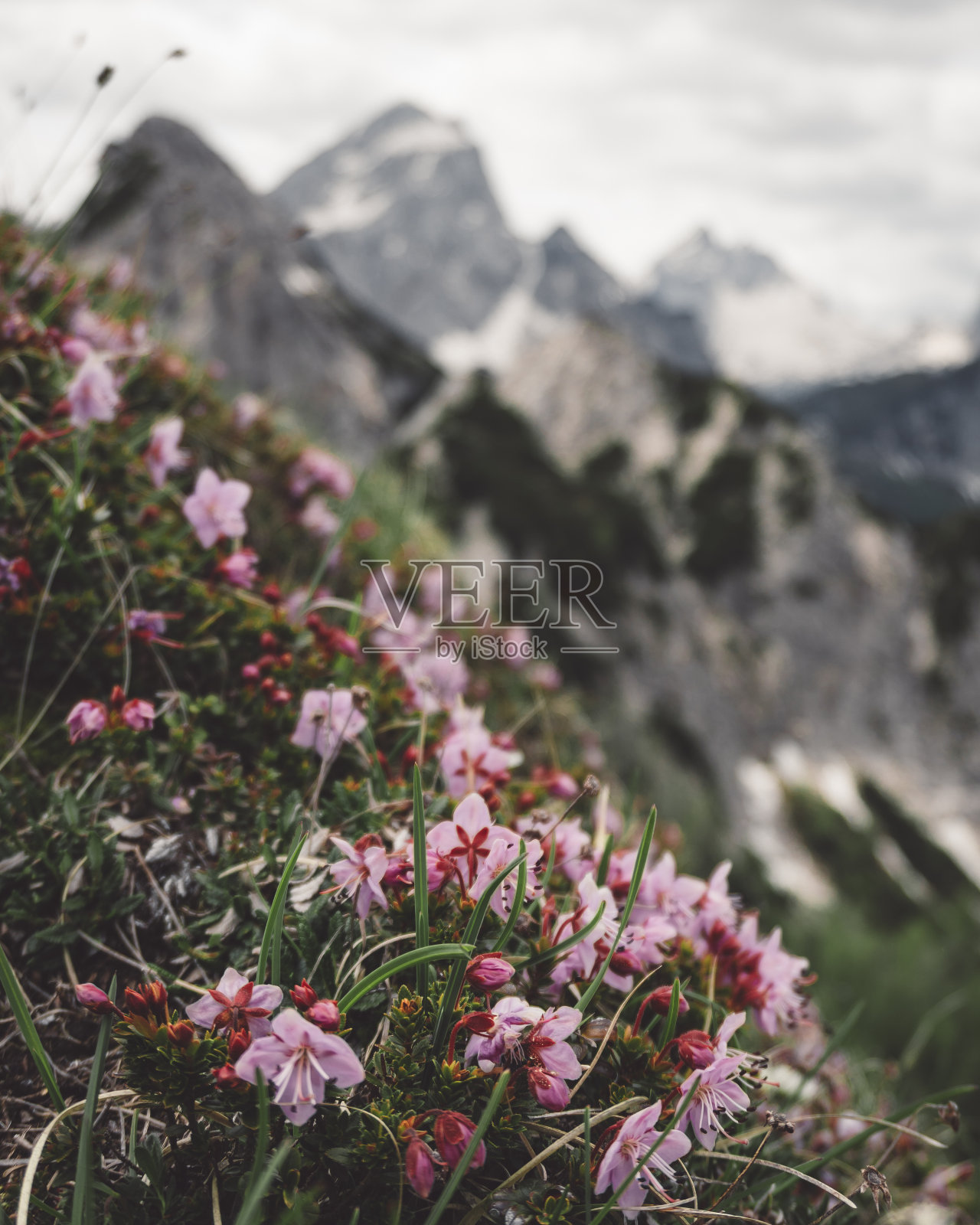 山花在前景照片摄影图片