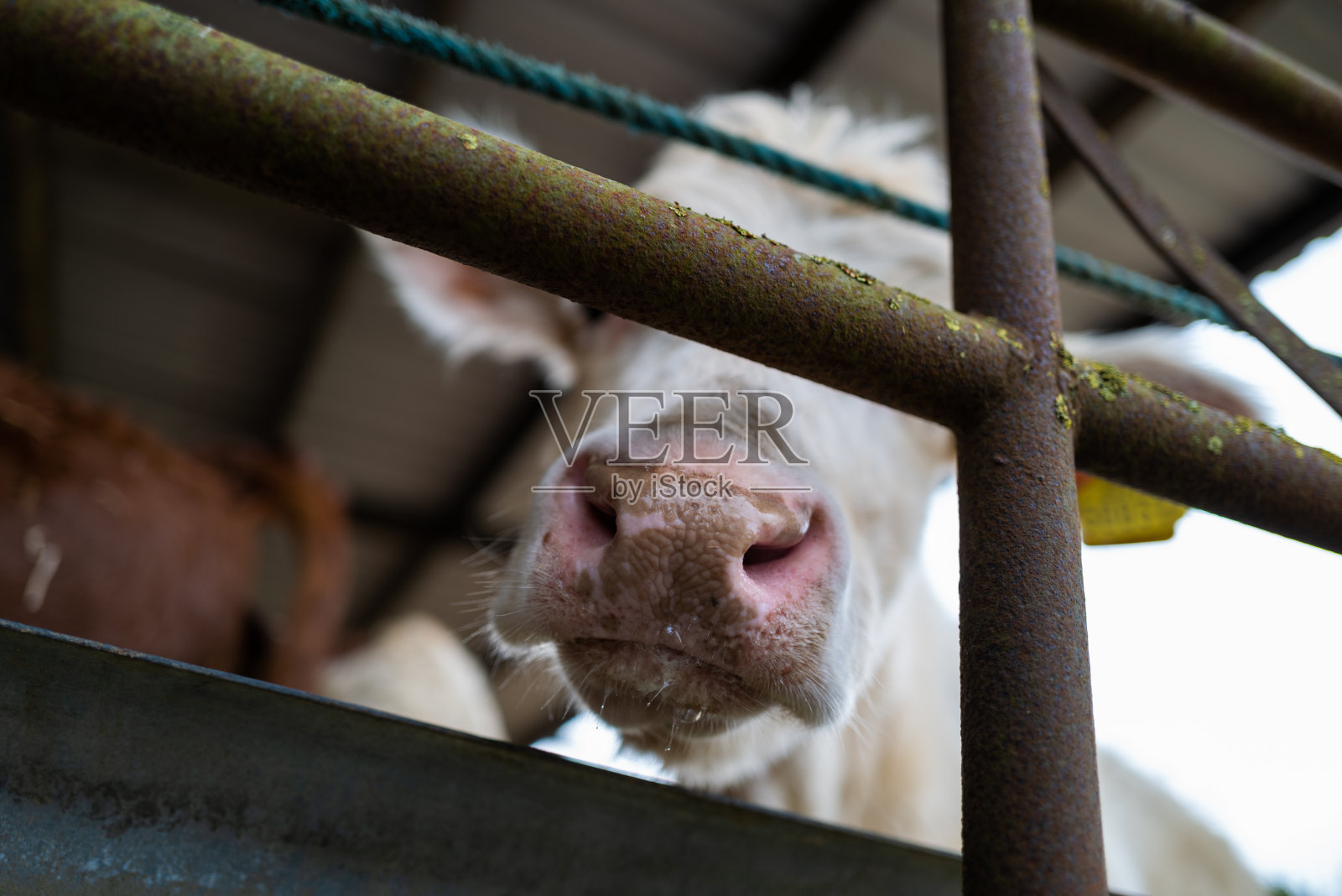谷仓里好奇的奶牛照片摄影图片