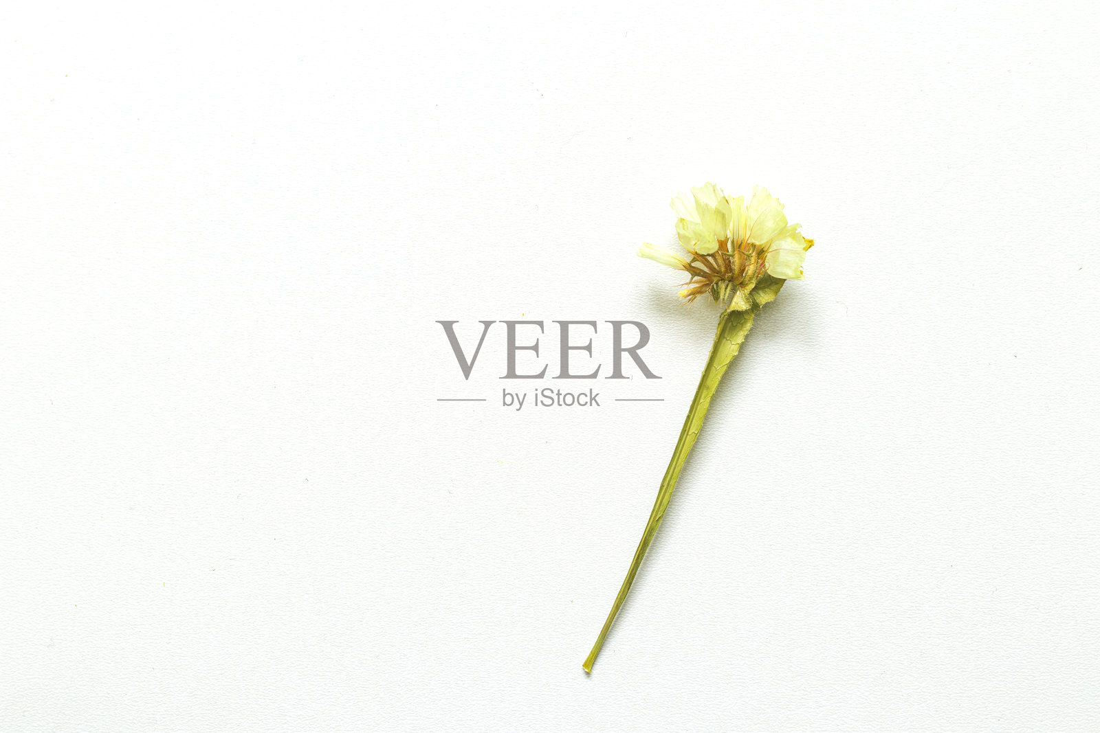 干田花孤立的白色背景与真实的影子。俯视图图像的野花。关闭与空间的文本。照片摄影图片