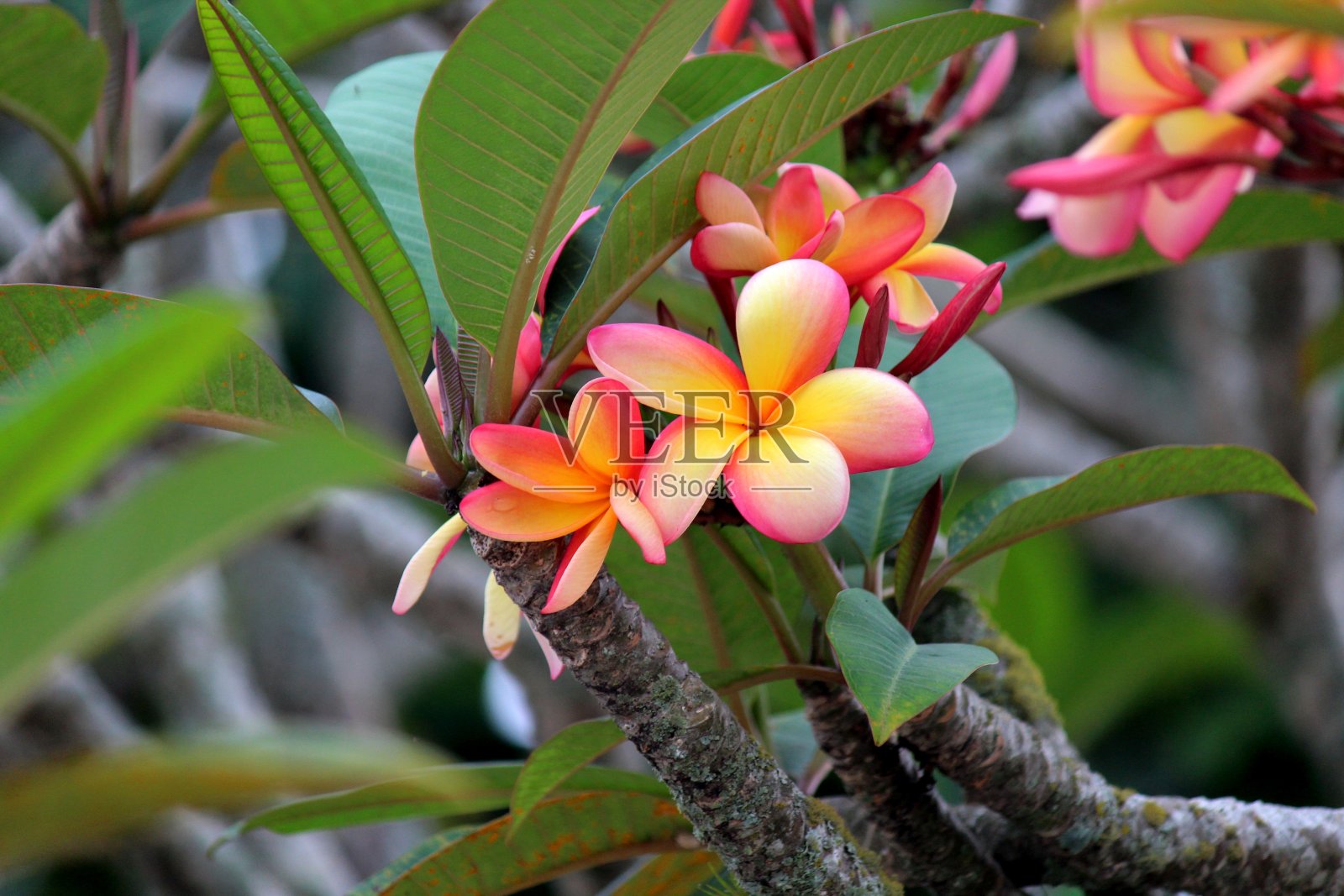 植物学植物科夹竹桃科植物茉莉芒果鸡蛋花照片摄影图片