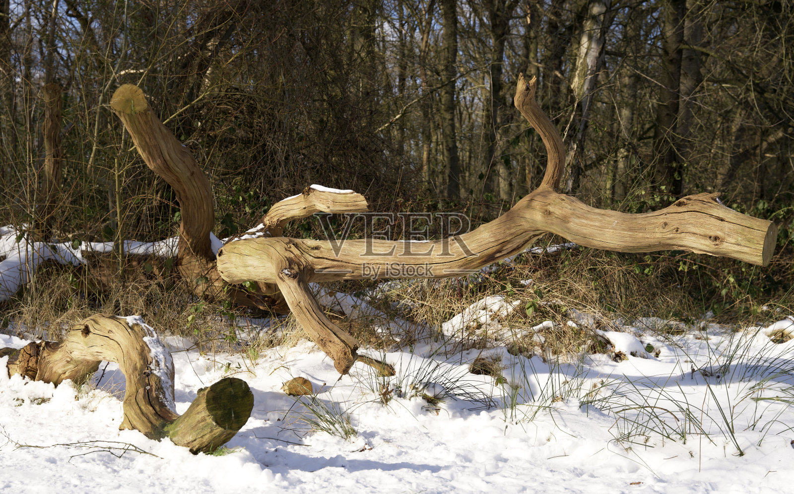 倒在雪地里的枯树照片摄影图片