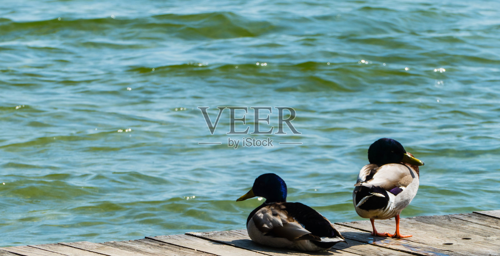 木码头上的鸭子照片摄影图片