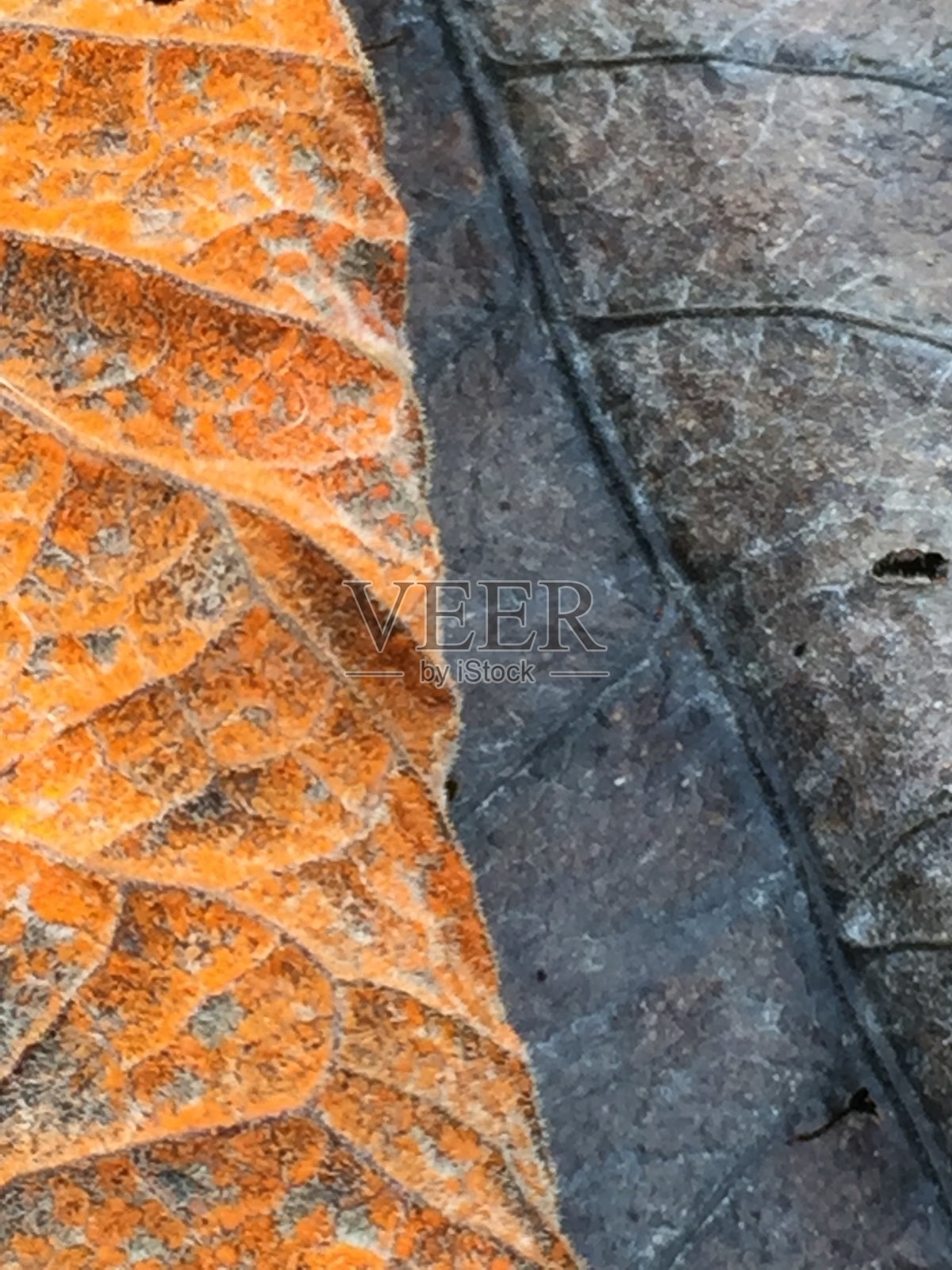 干燥床单的背景和质地。奇异的植物。极简主义风格的摄影照片摄影图片