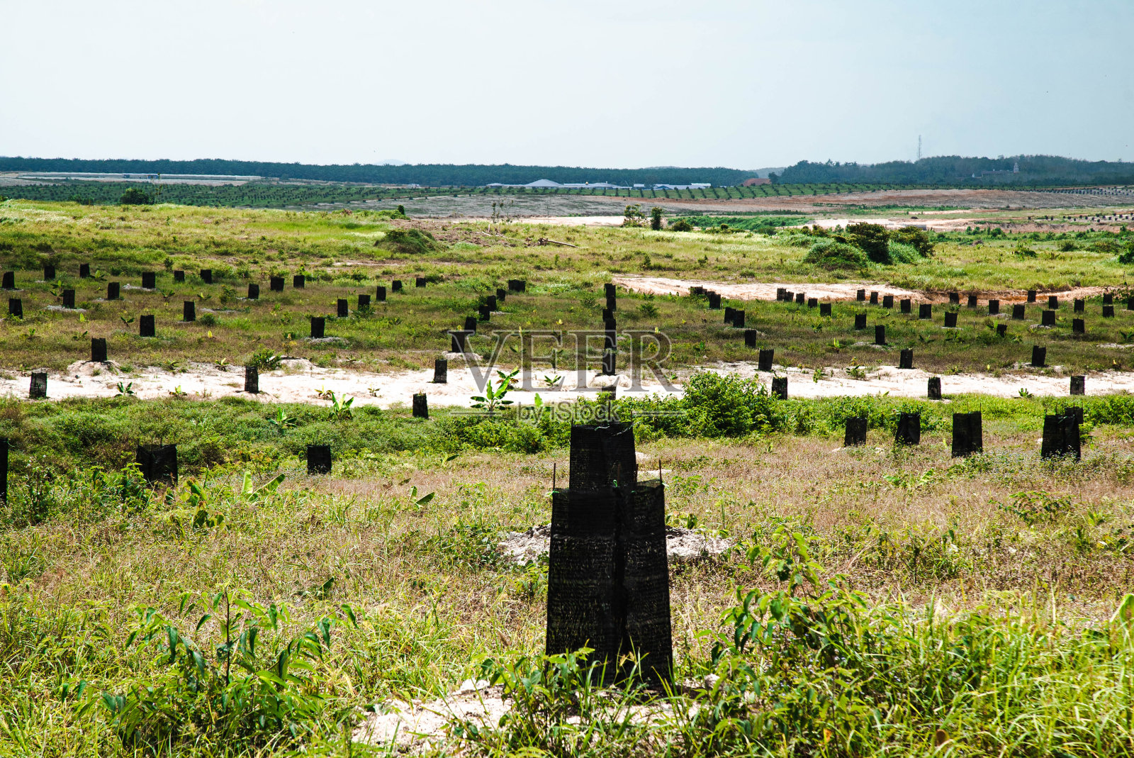黑色的网罩着小榴莲照片摄影图片