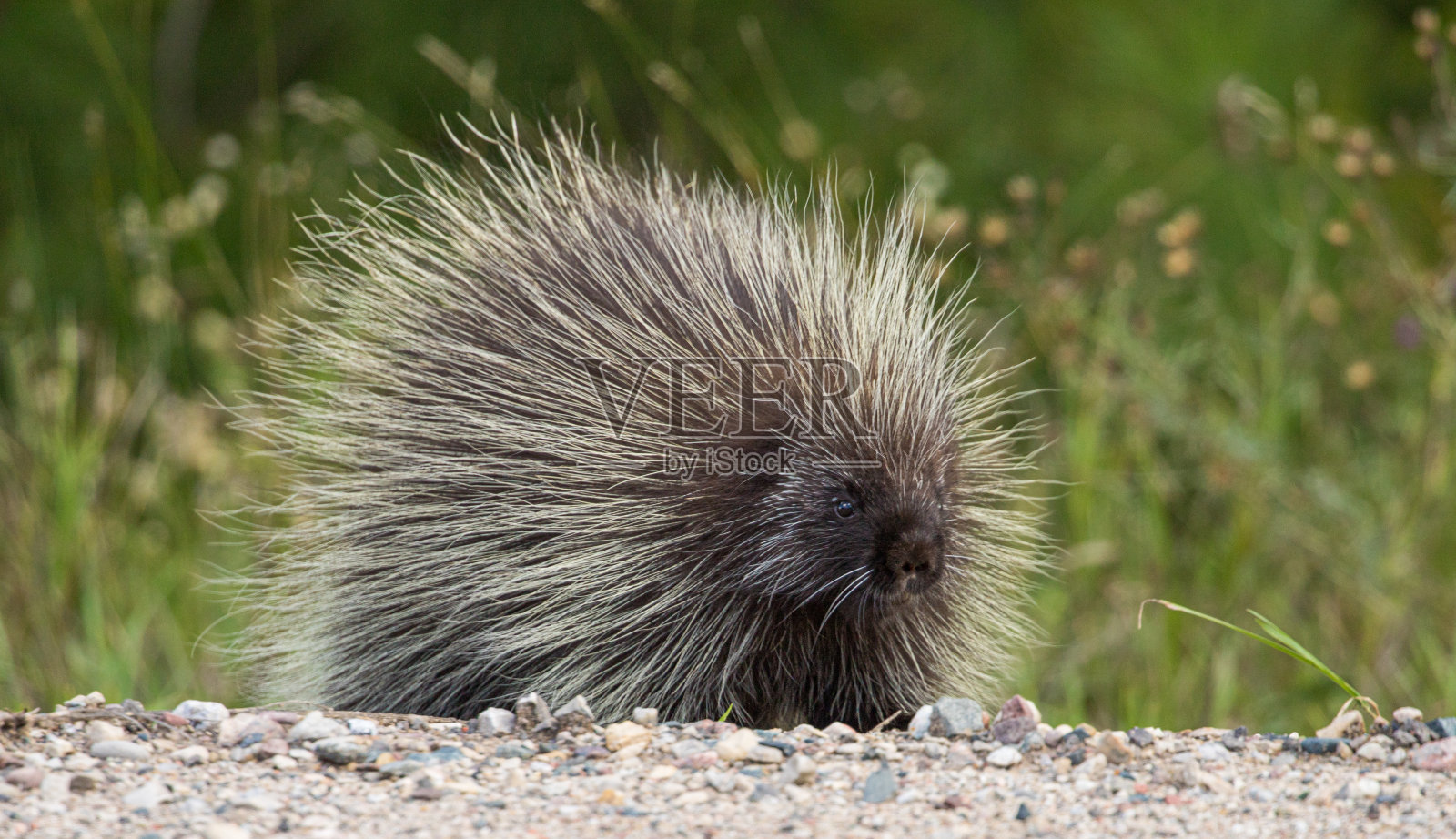 可爱的小豪猪在野外照片摄影图片
