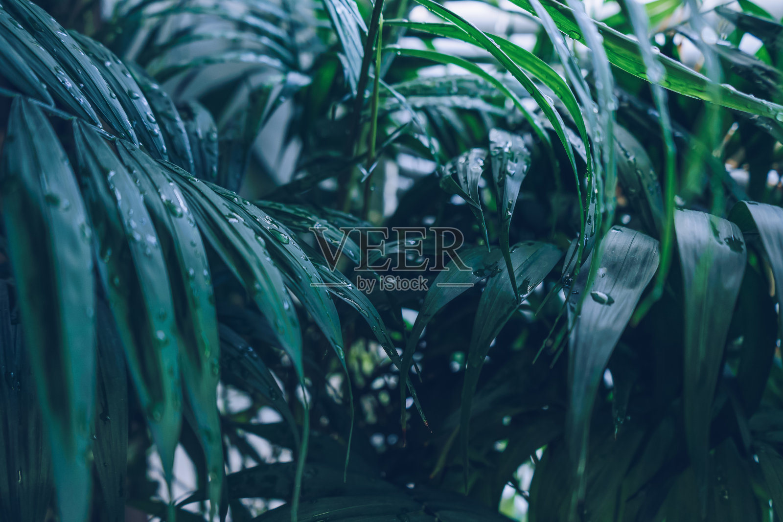 苍翠的瑞香树叶覆盖着水滴的清新与自然的概念照片摄影图片