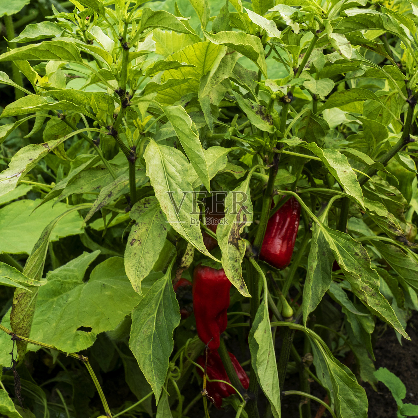 甜椒生长特写(辣椒年)照片摄影图片