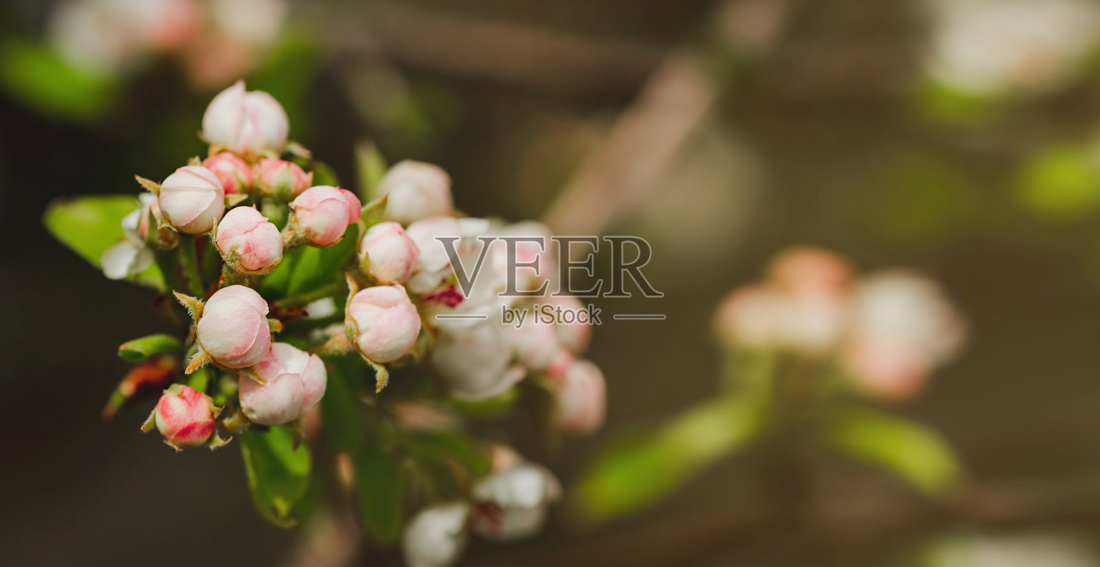 春暖花开，枝头梨花满园。娇嫩的白色和粉红色花蕾。开花的树与空白的复制空间。春天的旗帜，风景的全景。照片摄影图片