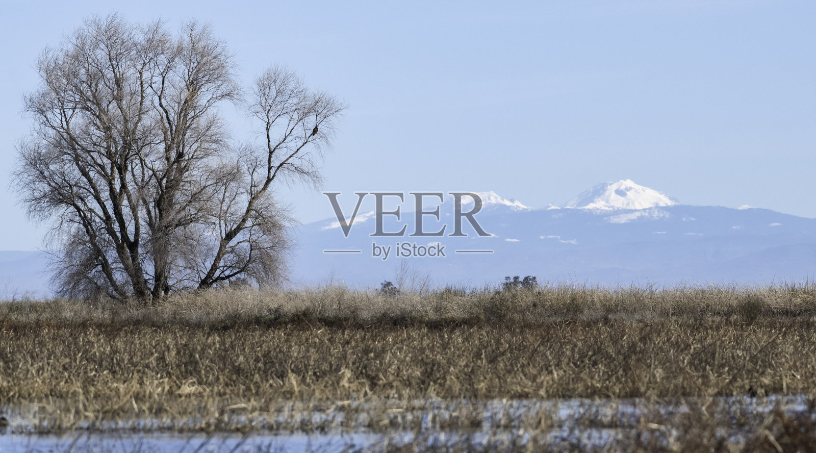 加州的鹰和火山照片摄影图片