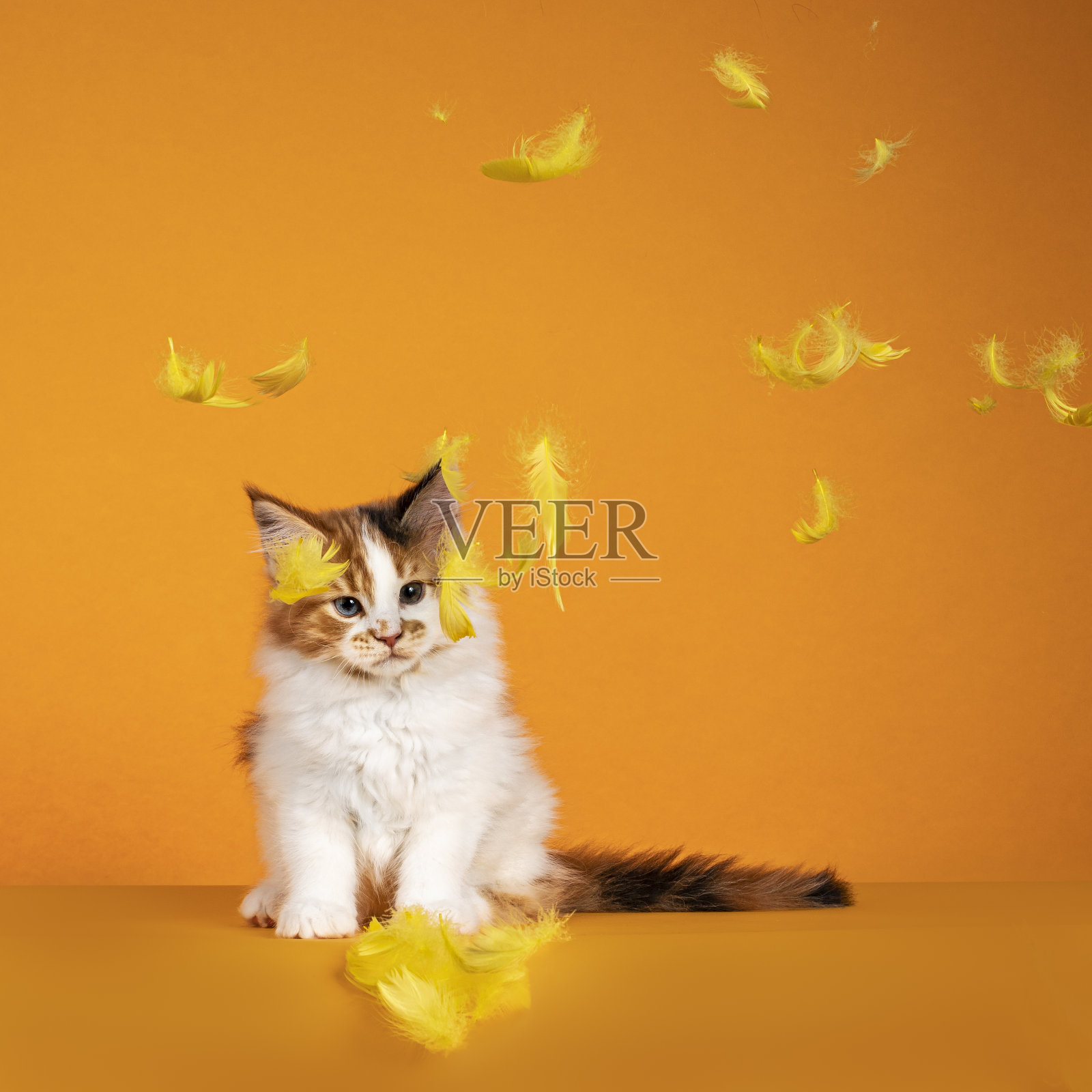 缅因猫的小猫在橙色的背景照片摄影图片