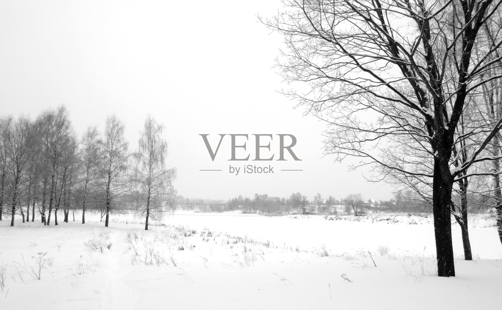 黑色的树干在冬天的白雪上照片摄影图片