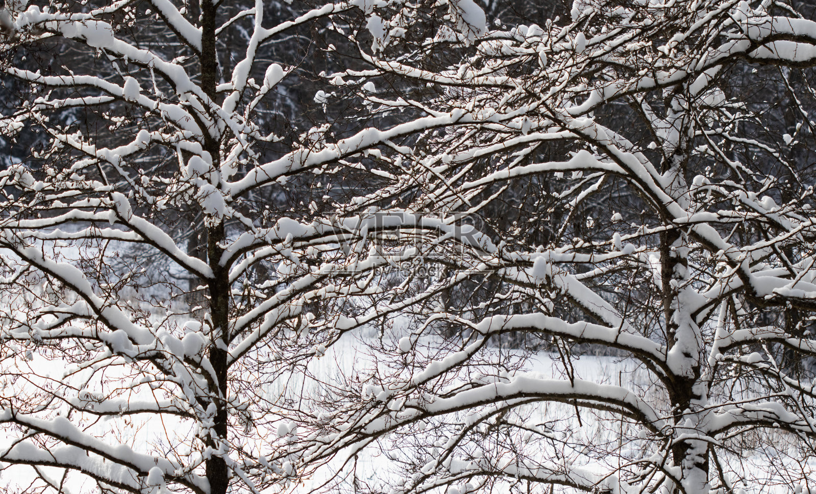 白雪覆盖的树枝，大自然的景色与皑皑白雪和寒冷的天气。冷淡的,阳光明媚照片摄影图片
