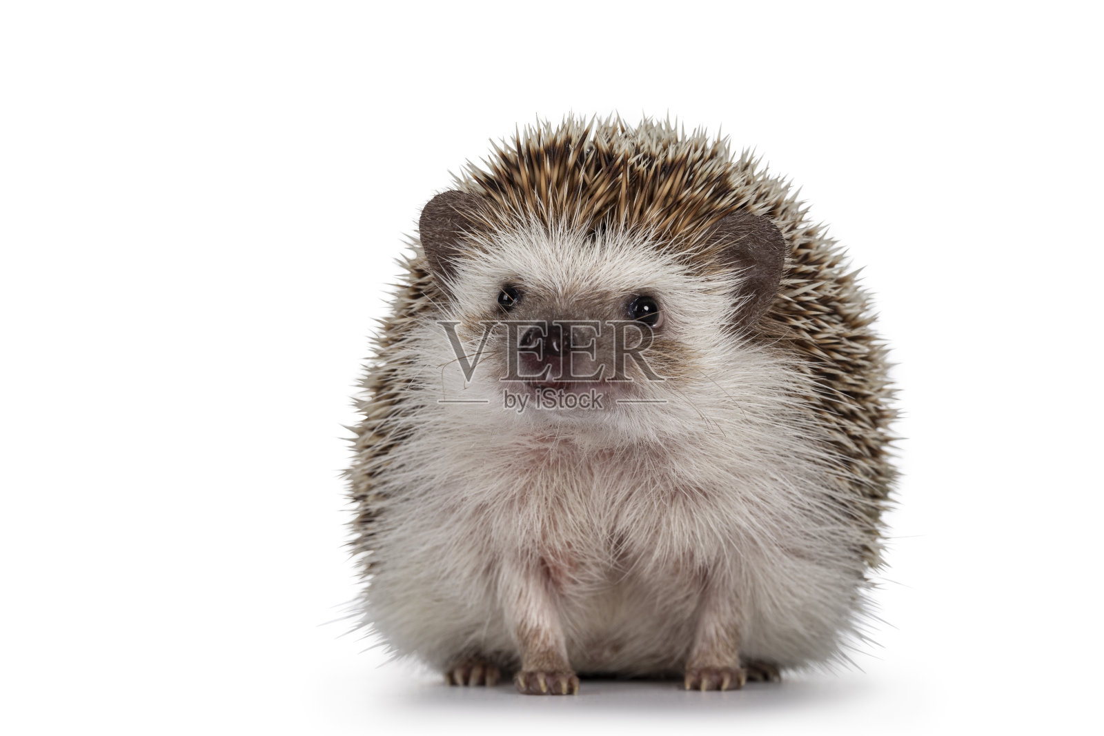 白色背景上的四趾刺猬照片摄影图片