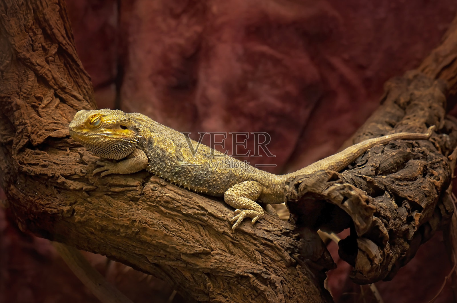 树上蜥蜴的特写镜头照片摄影图片