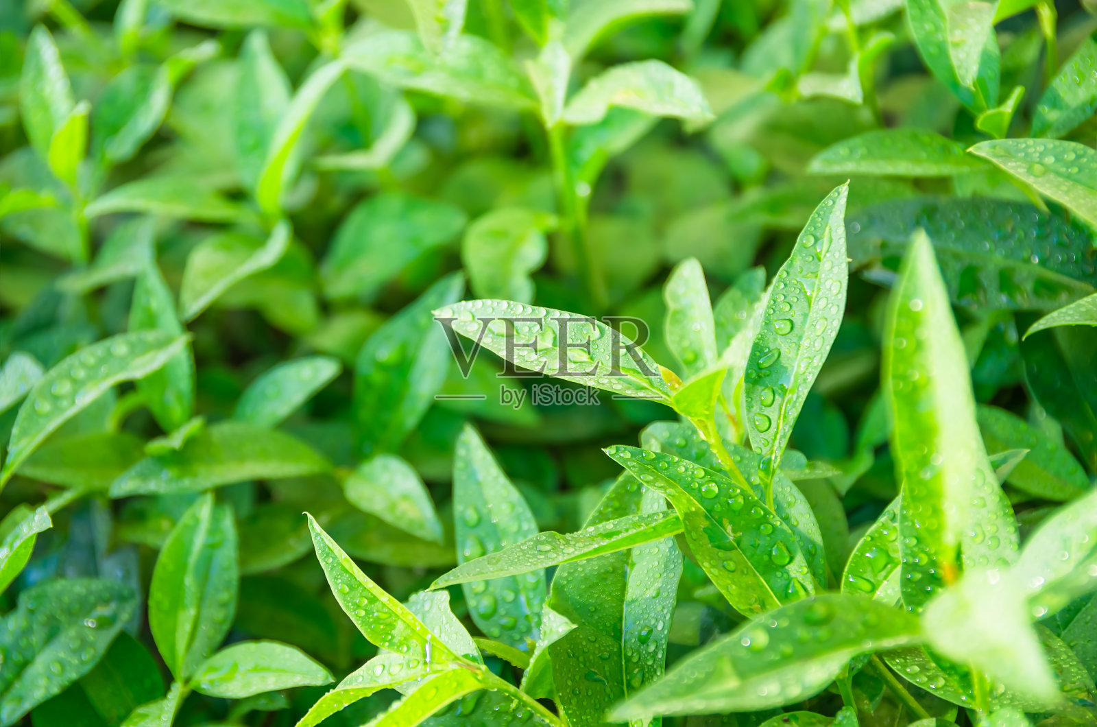 在灌木丛中成熟的绿茶叶子照片摄影图片