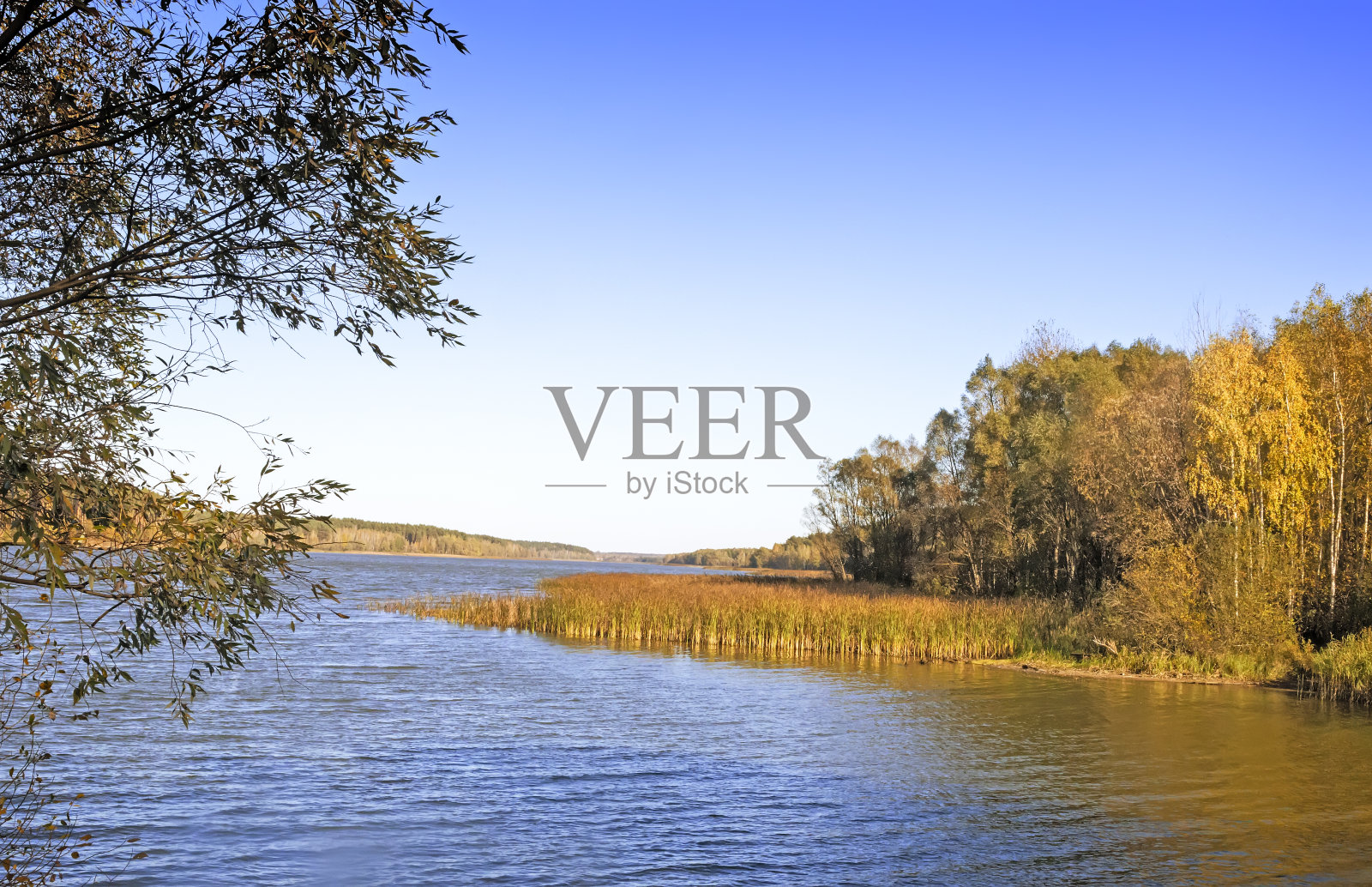 美丽的大湖岸边的秋林照片摄影图片