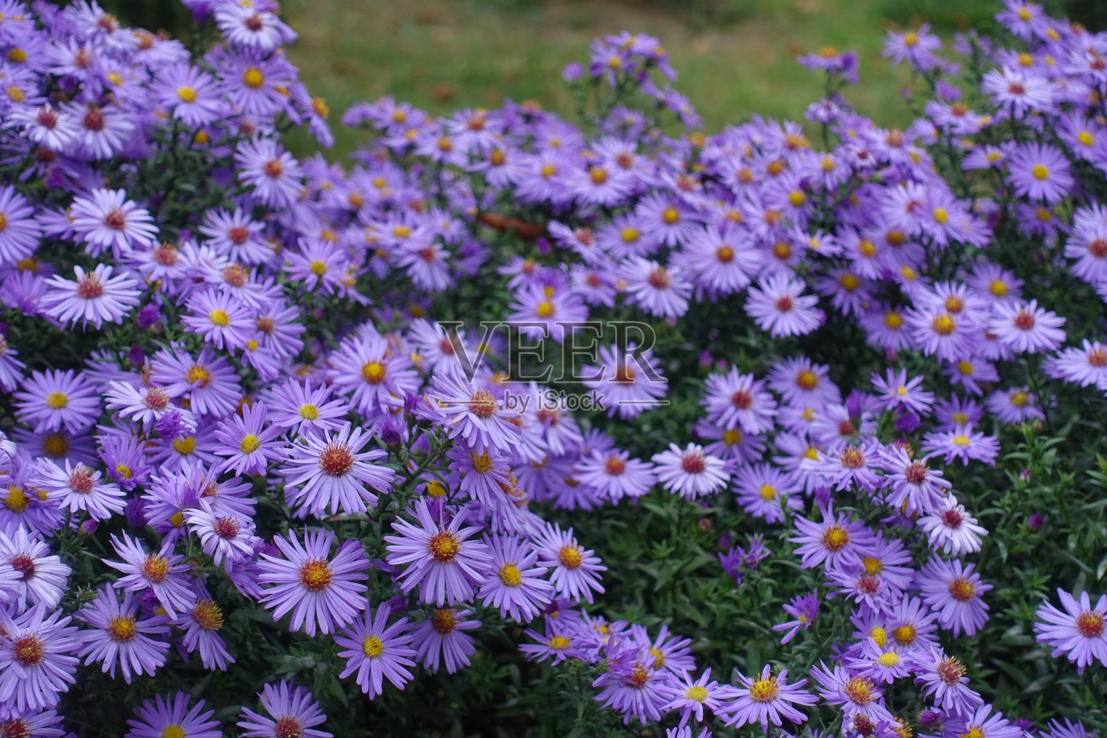 10月米迦勒菊紫罗兰花的边缘照片摄影图片