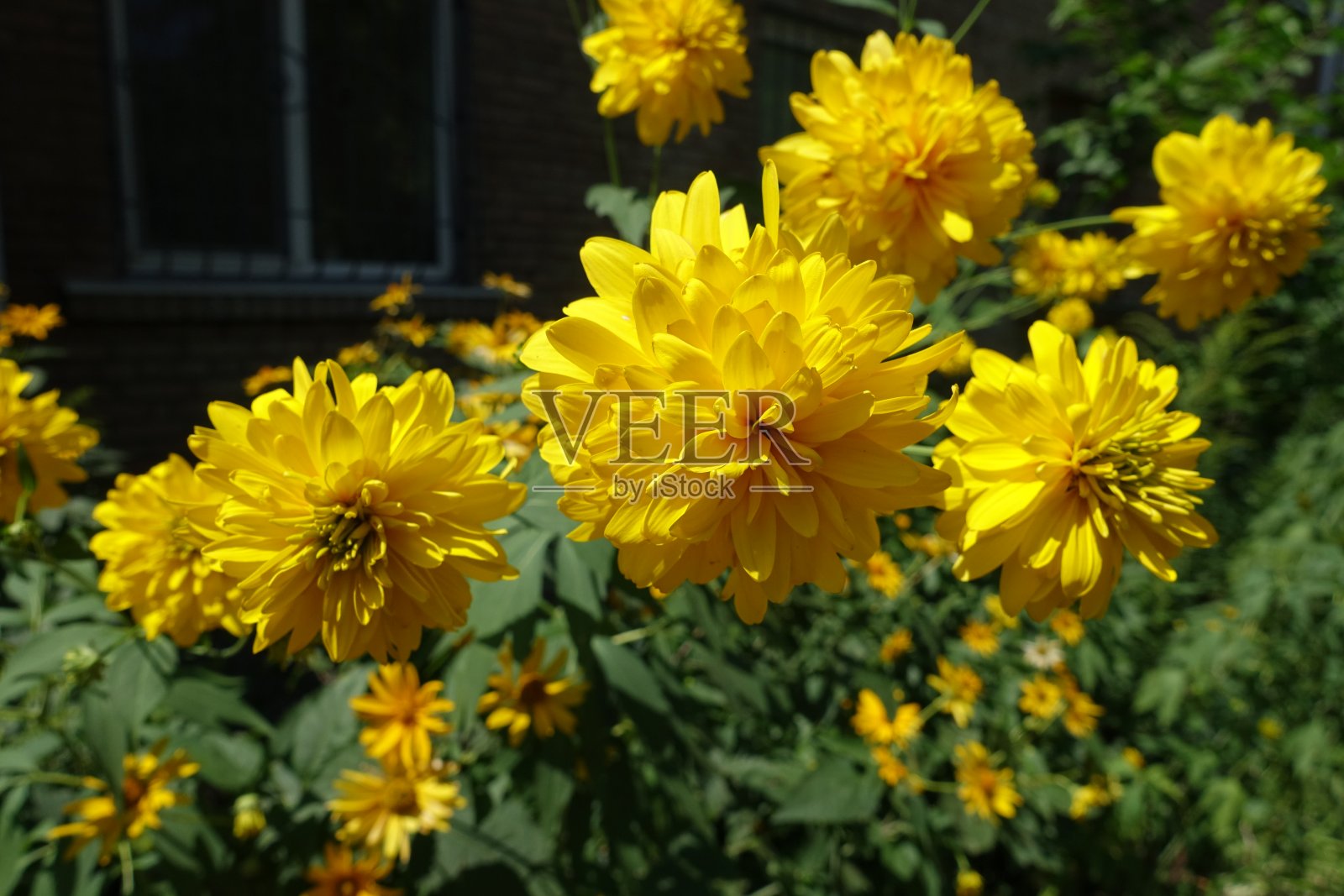 在七月盛开的红豆花照片摄影图片